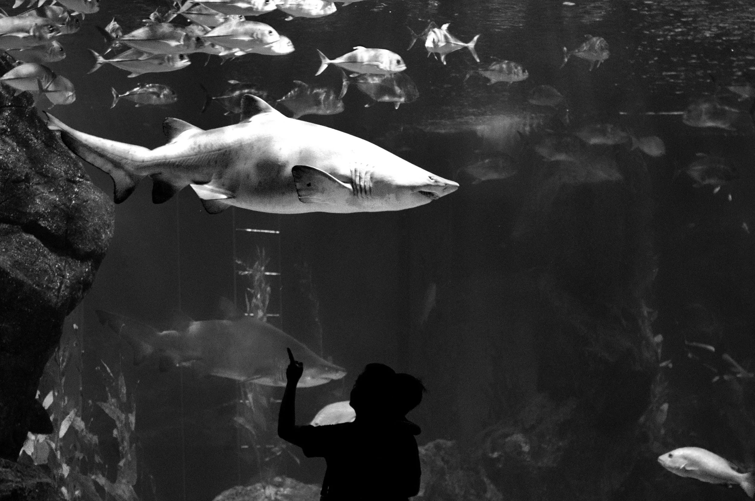 Siam Ocean World, Bangkok, Thailand