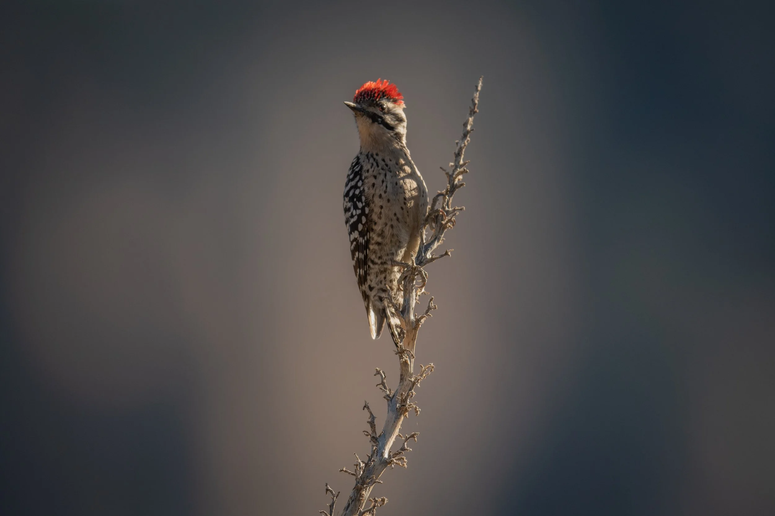Ladder-backed Woodpecker, Big Bend National Park, Brewster County, Texas