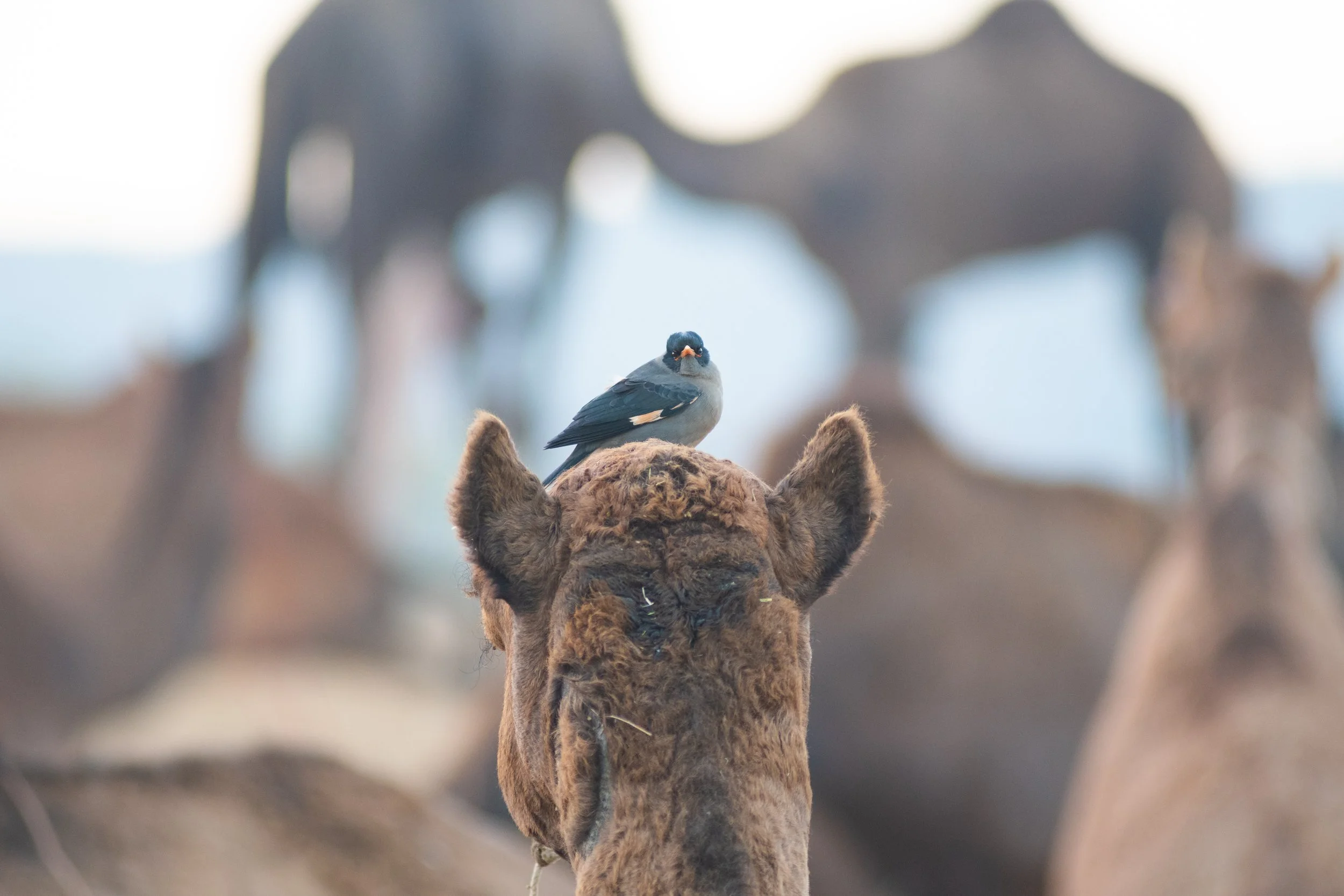 Camel, Pushkar, Rajasthan, India