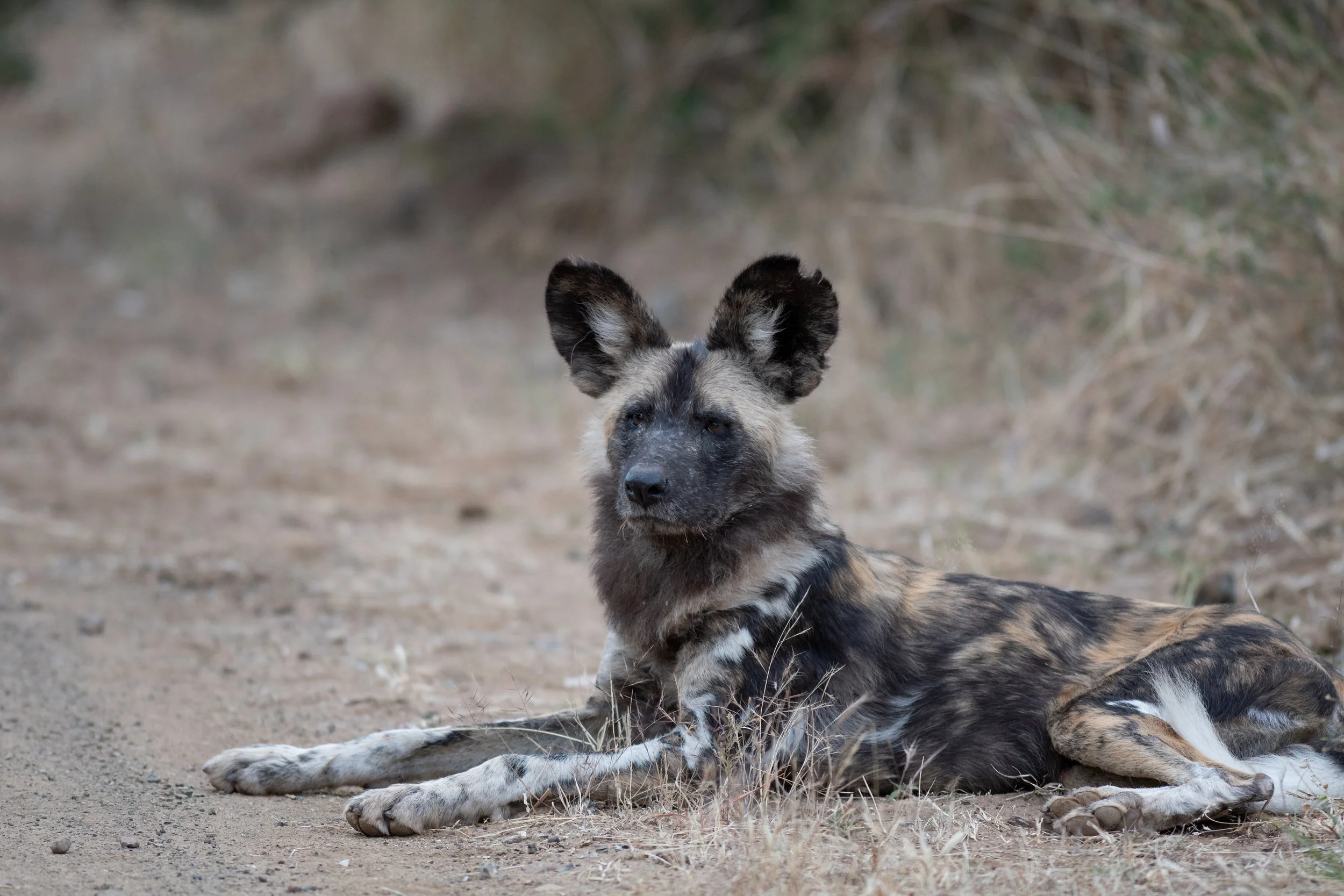 African Wild Dog, Pilanesberg, South Africa