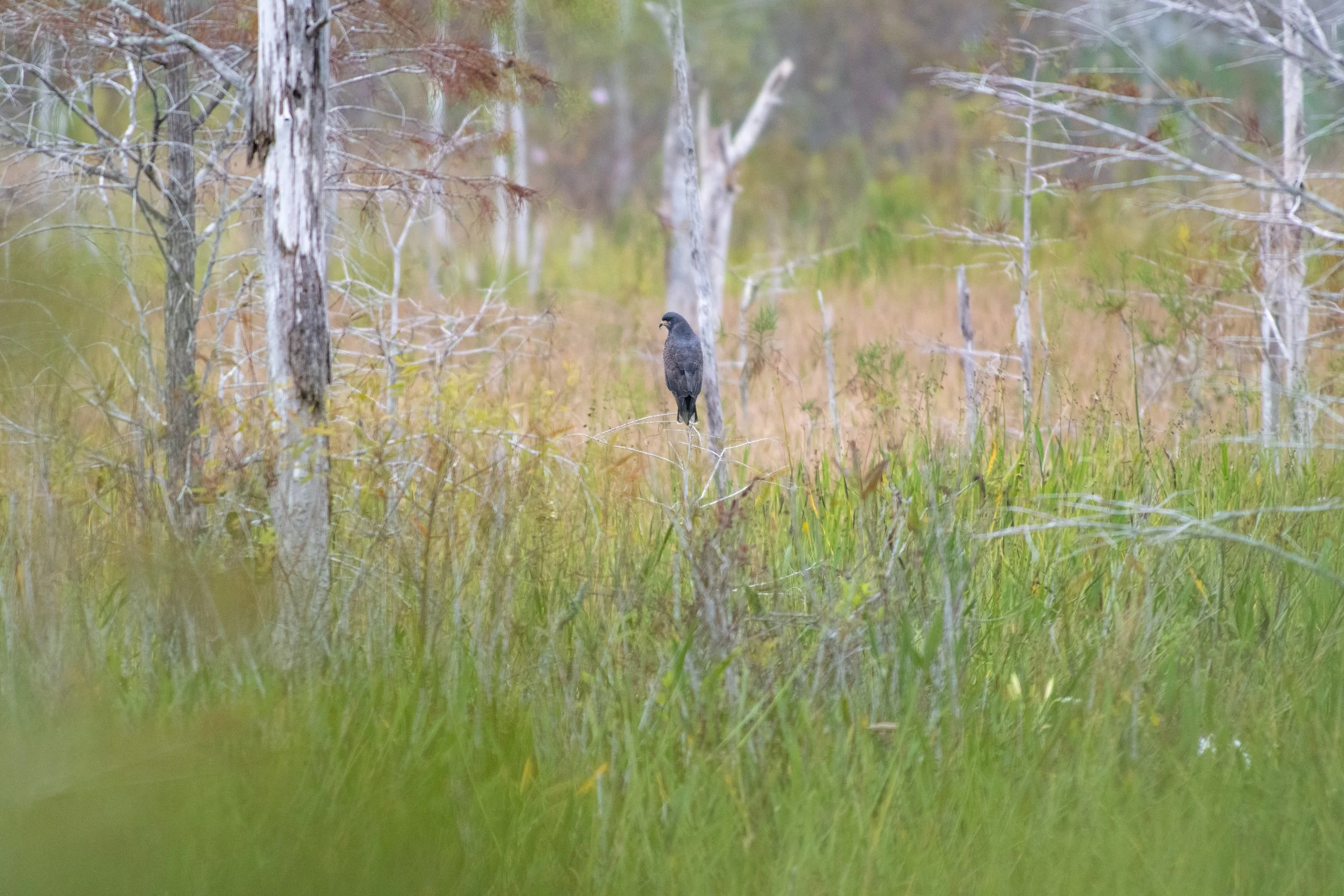 Snail Kite, Sand Hill Crane Park, Palm Beach County, Florida