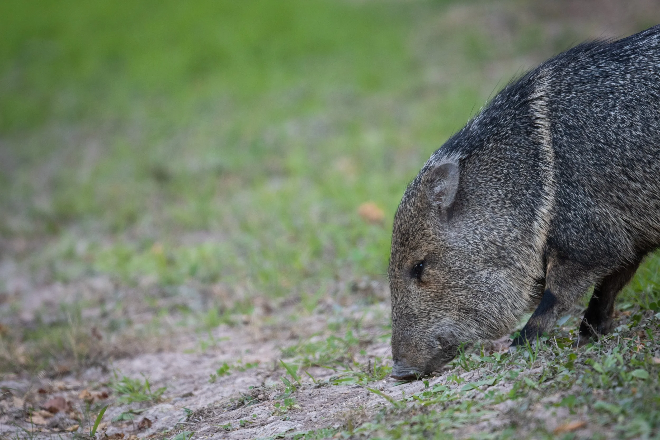 Javelina, Sabal Palm Sanctuary, Texas