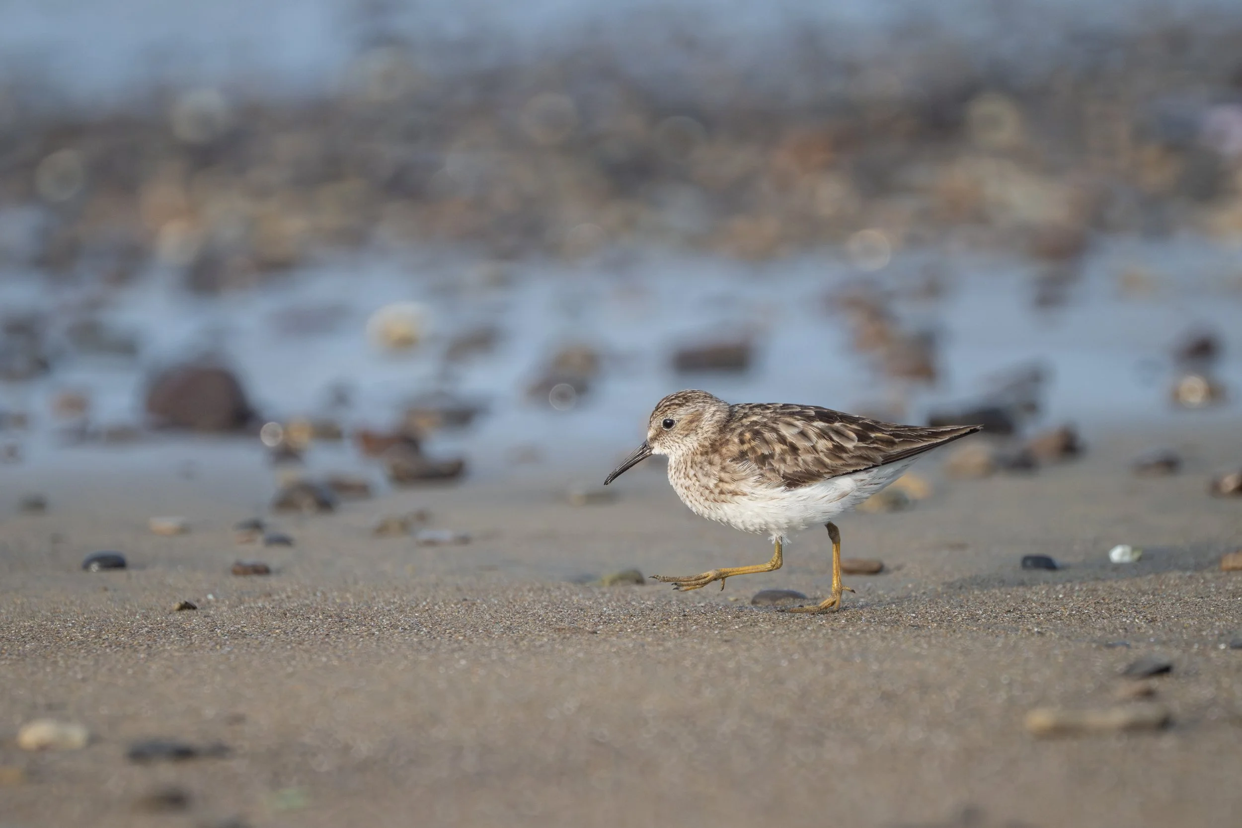 Least Sandpiper (Calidris minutilla) - Los Suenos, Puntarenas, Costa Rica - Digital