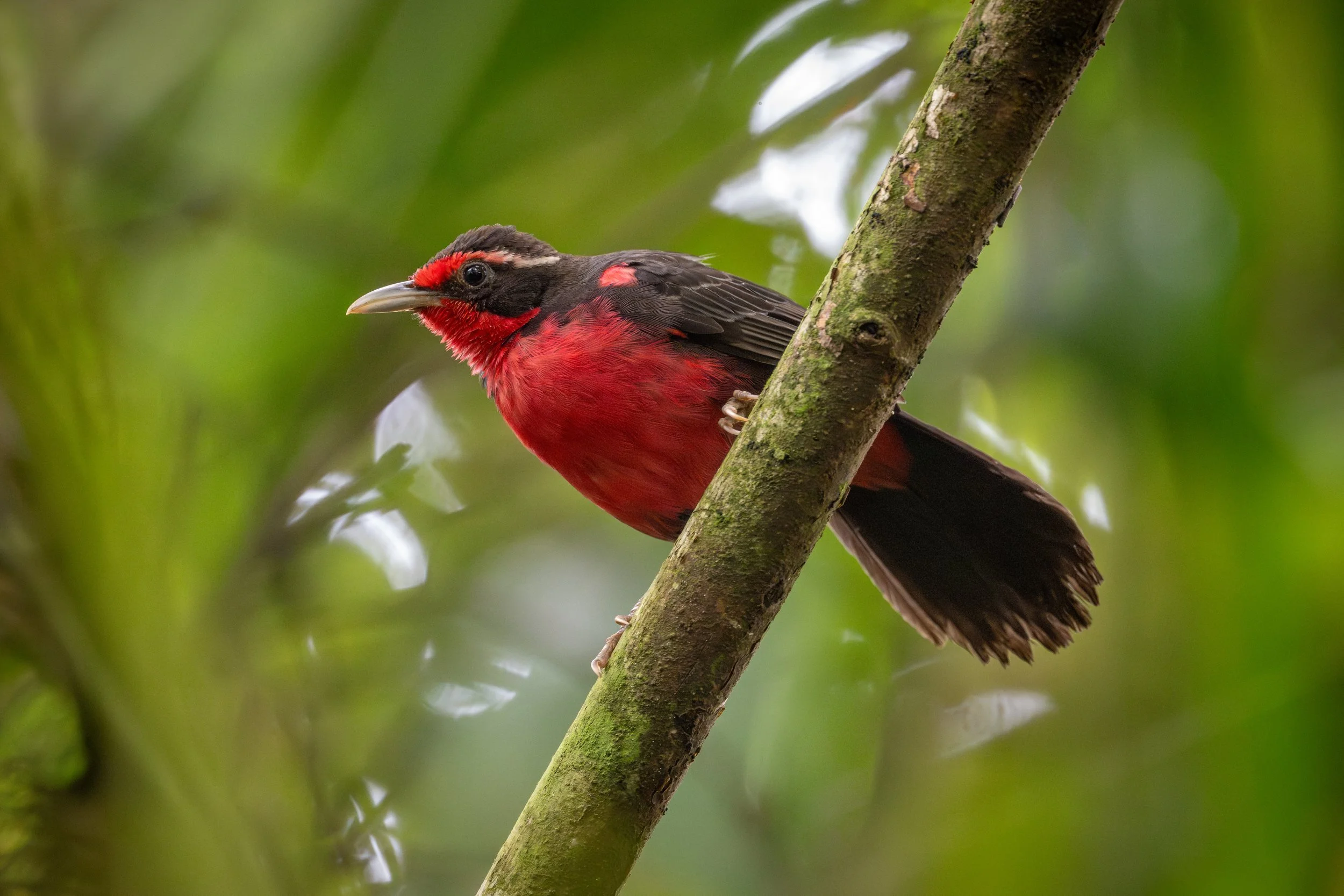 Rosy Thrush-Tanager (Rhodinocichla rosea) - Peje-Volcan, Puntarenas, Costa Rica - Digital