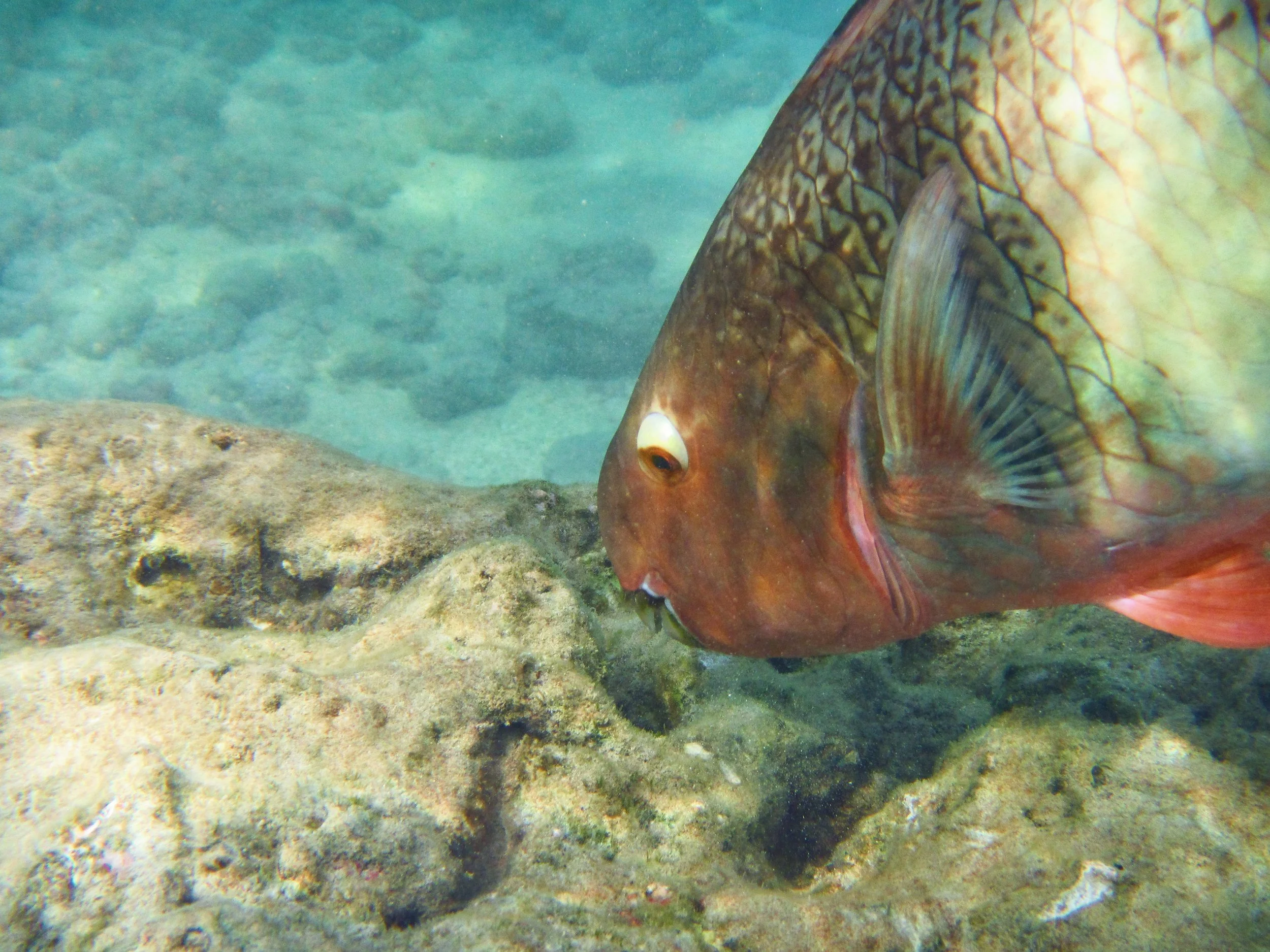 Red-lip Parrotfish, Close-up of a colorful fish with patterned scales swimming near rocks underwater.