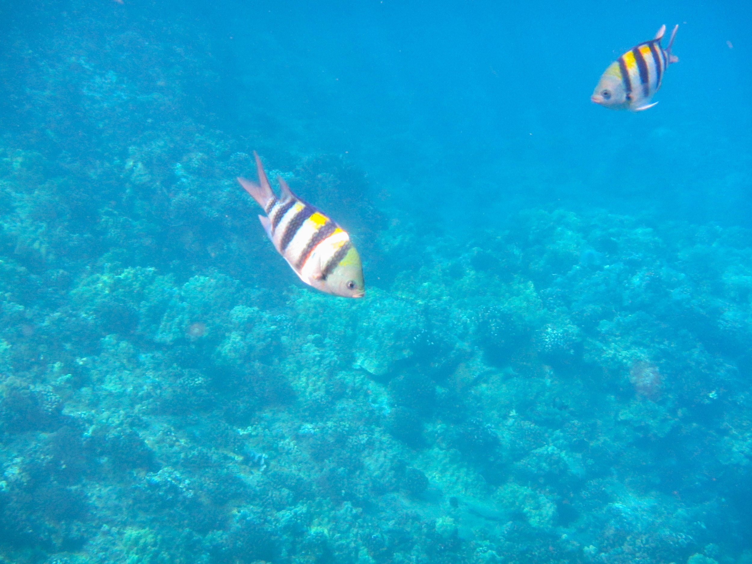 Pacific Sergeant Major, Two colorful fish swimming in clear blue water over coral reef.