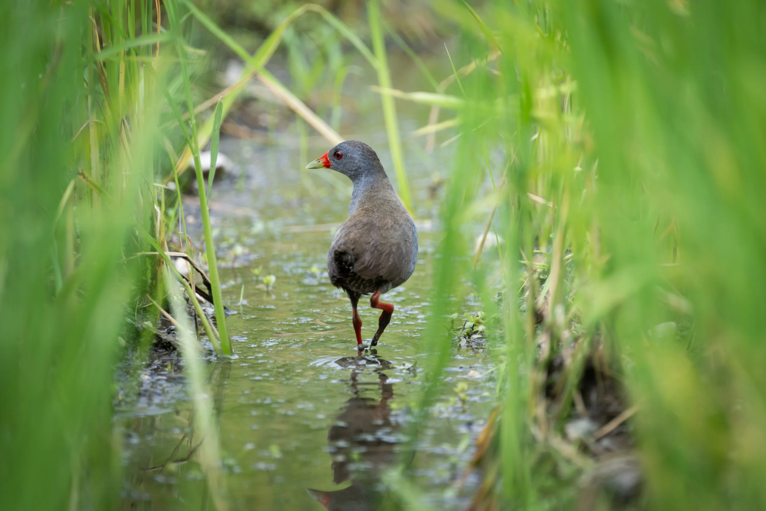 Paint-billed Crake (Mustelirallus erythrops) - Coto 47, Puntarenas, Costa Rica - Digital