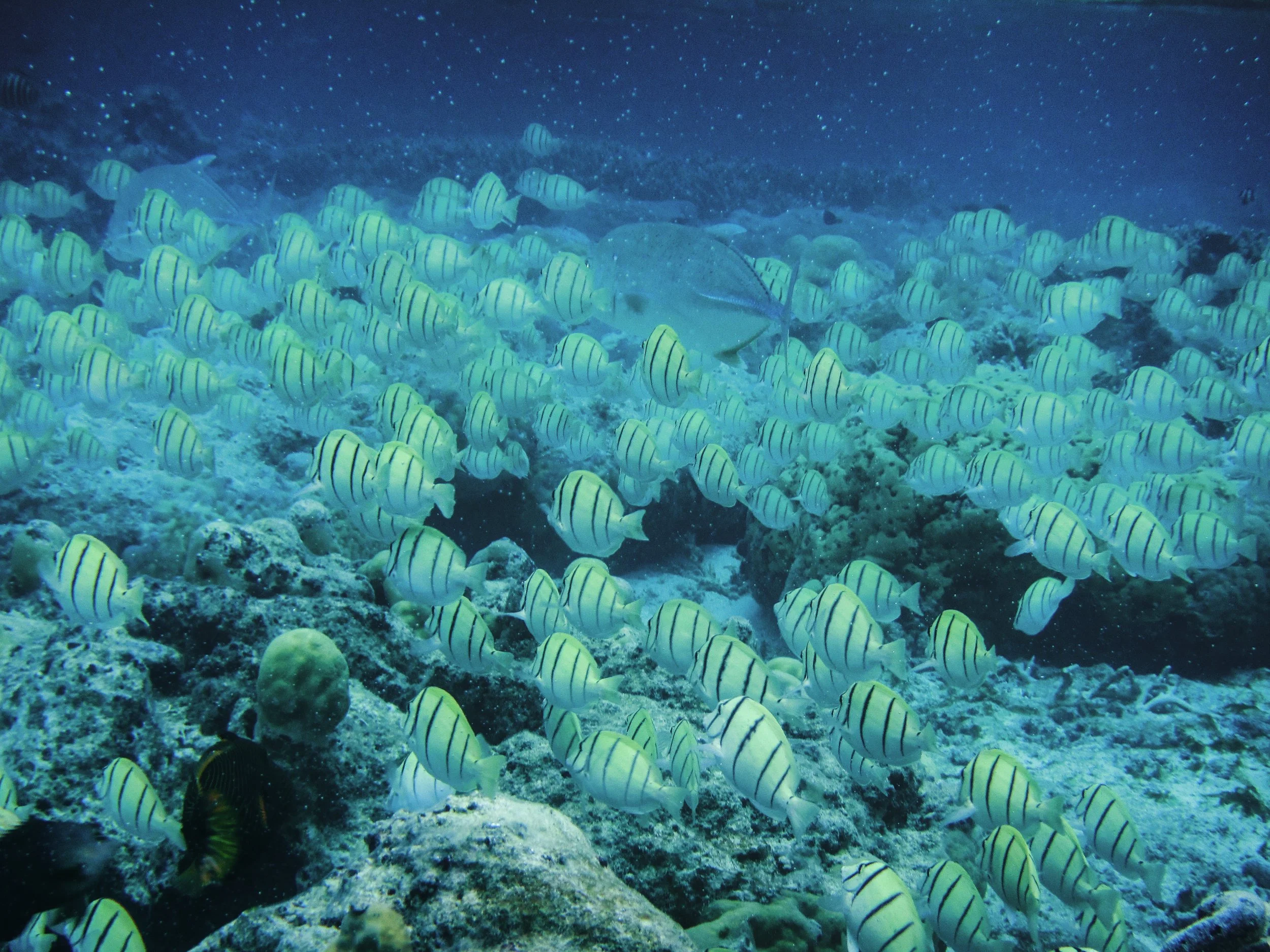 Bluefin Trevally, Underwater scene with many yellow and white striped fish swimming over coral reef, with some larger fish visible in the background.