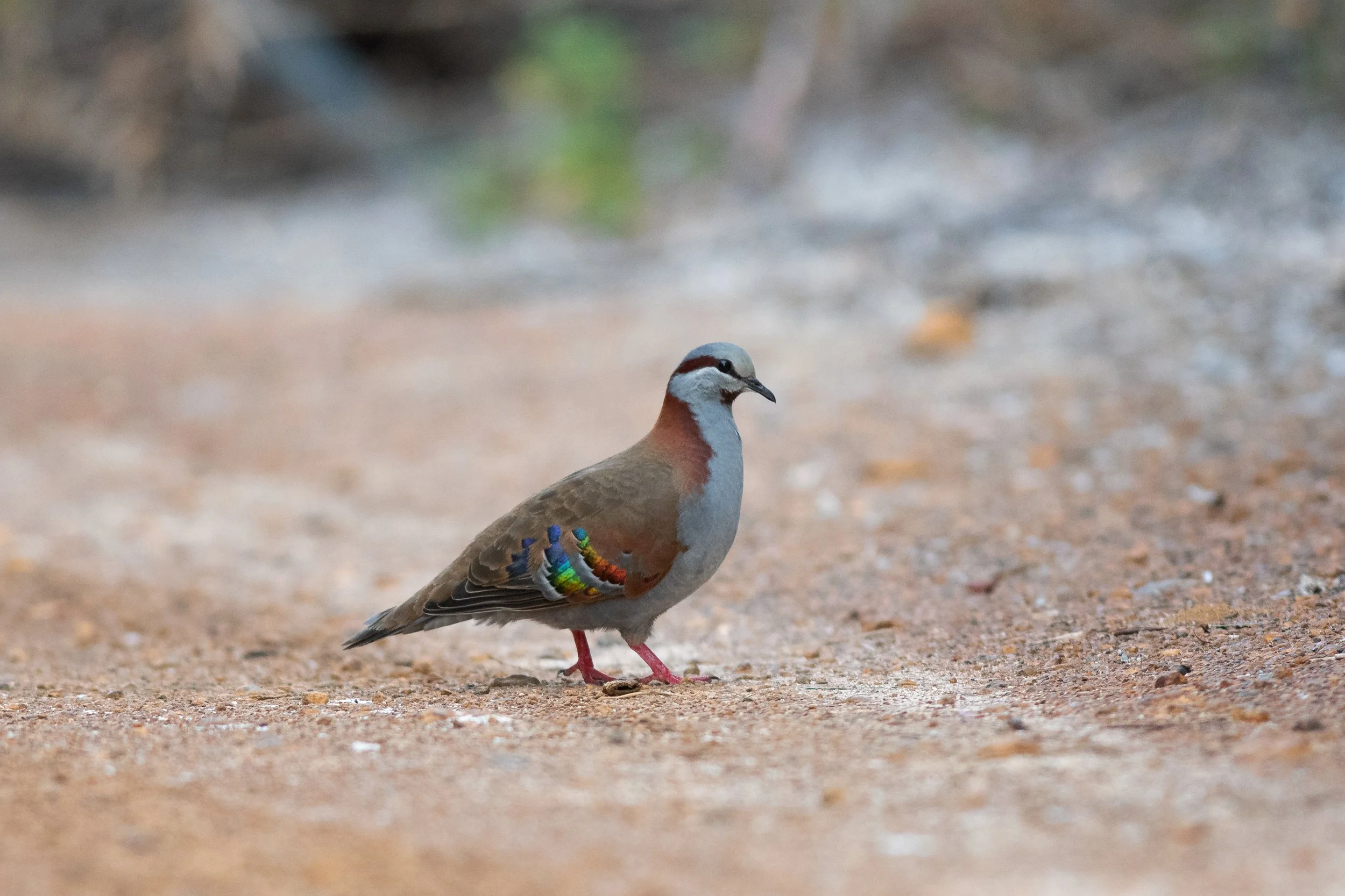 Brush Bronzewing, Arpenteur Nature Reserve, Albany, Western Australia, Australia