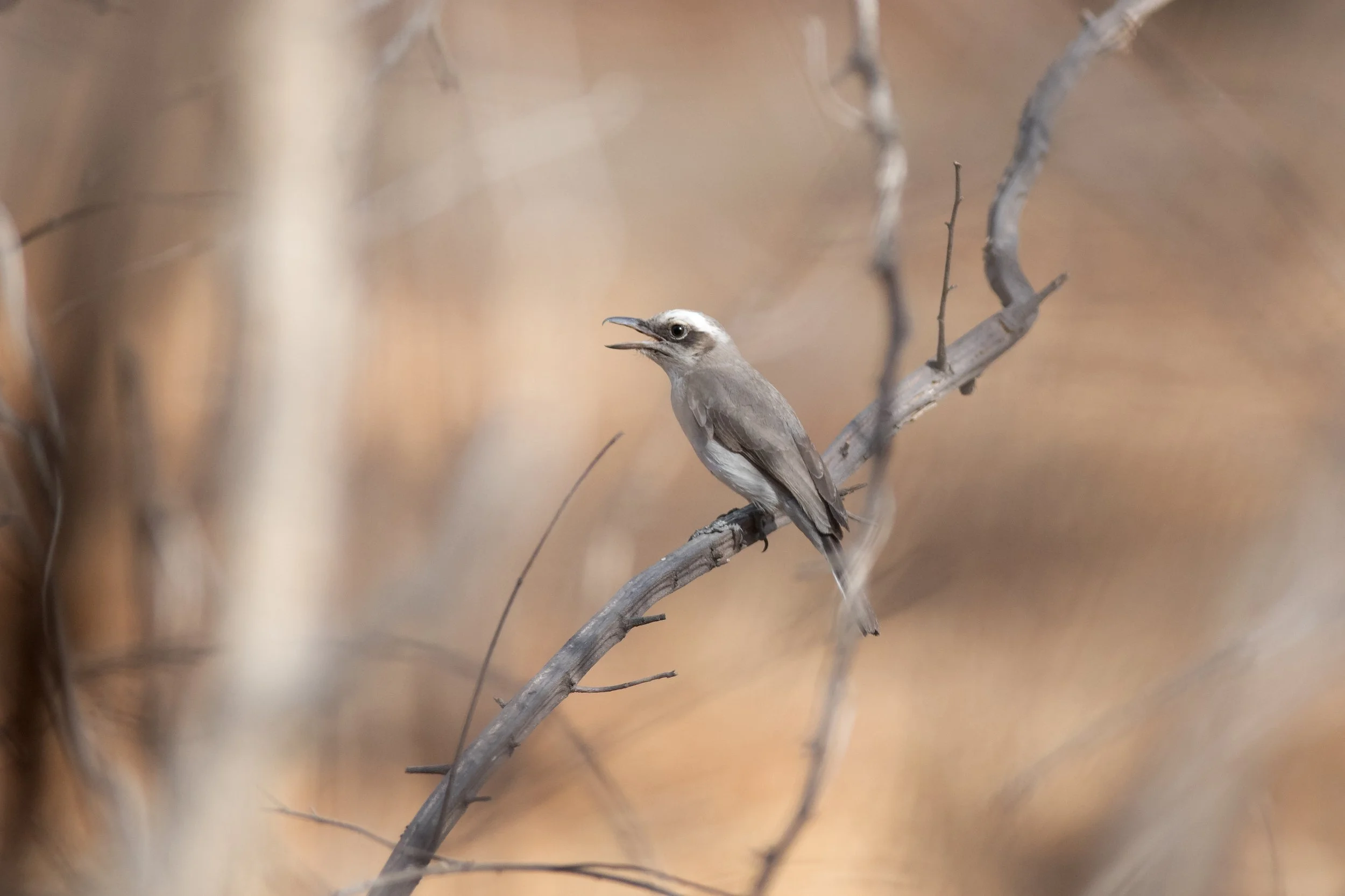 Common Woodshrike, Jhalana, Jaipur, Rajasthan, India