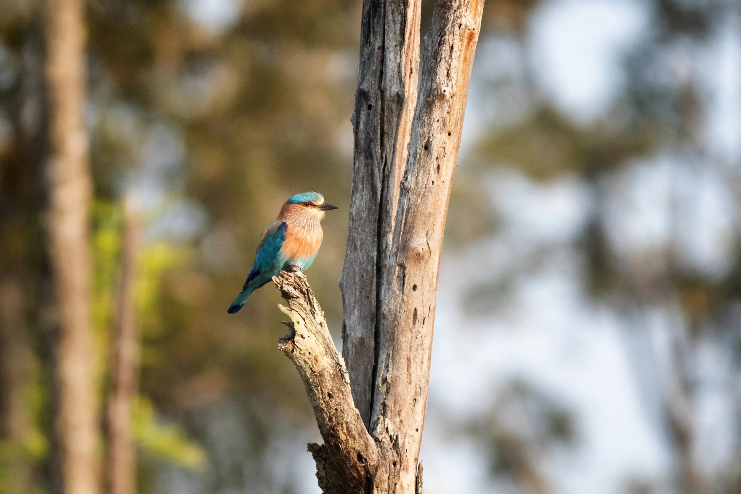 Indian Roller, Udhagamandalam, The Nilgiris, Tamil Nadu, India