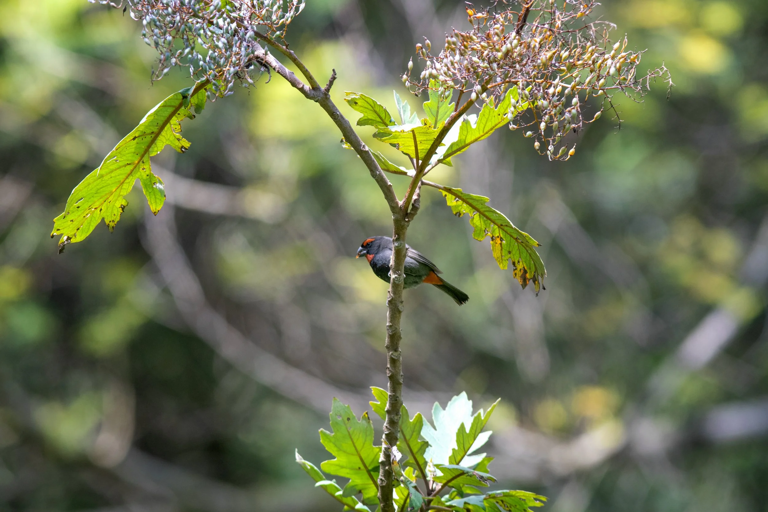 Greater Antillean Bullfinch, Kenscoff, Ouest, Haiti
