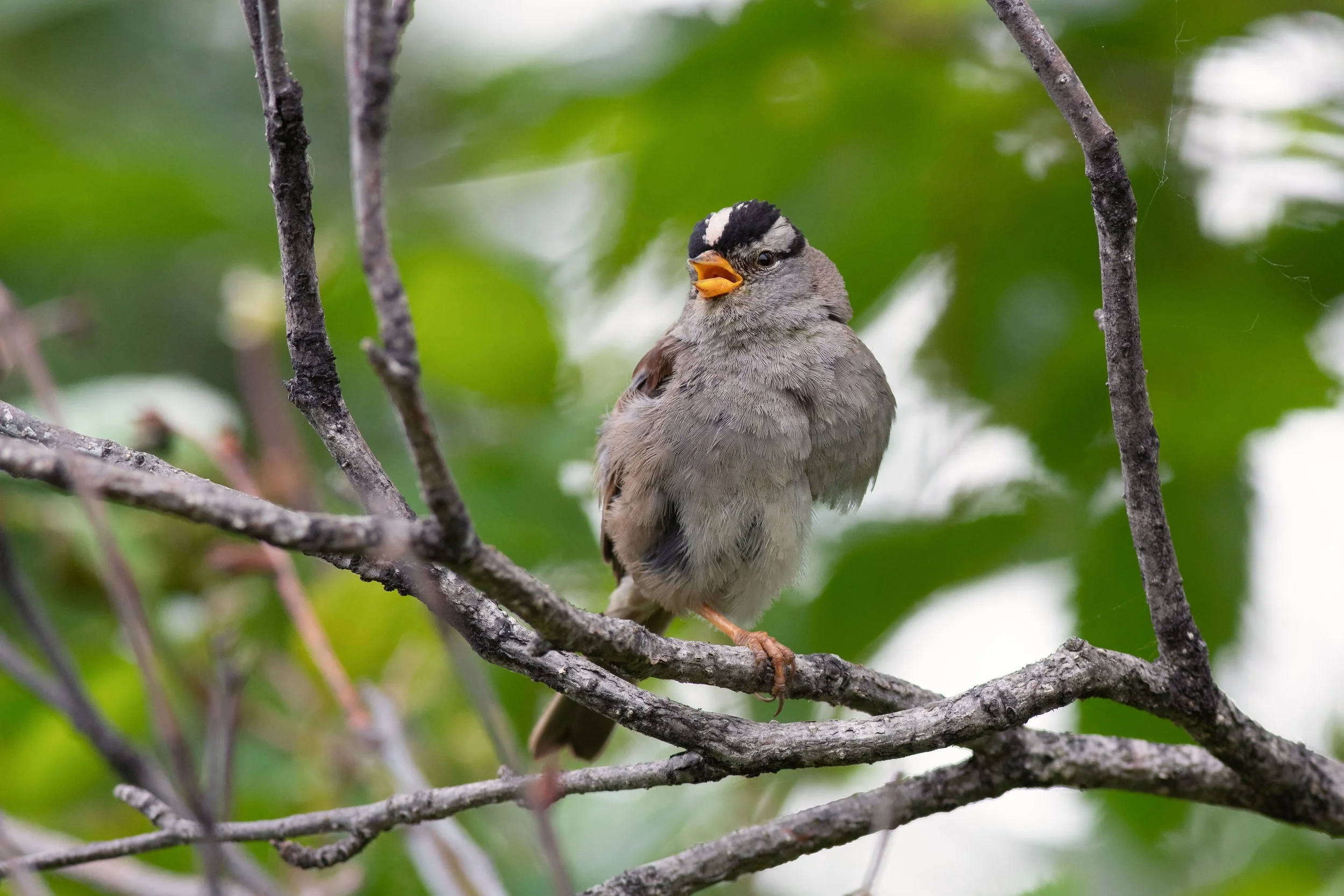 White-crowned Sparrow, Kincaid Park, Anchorage Borough, Alaska