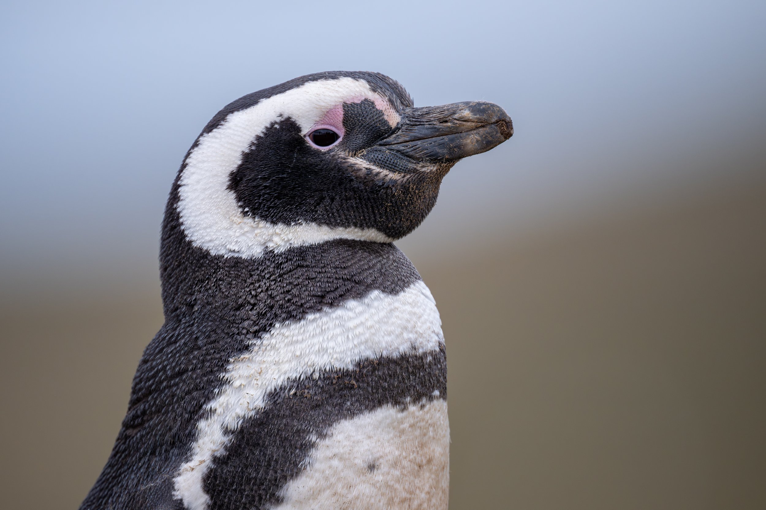 Magellanic Penguin (Campephilus magellanicus) - Isla Magdalena, Magallanes, Chile - Digital