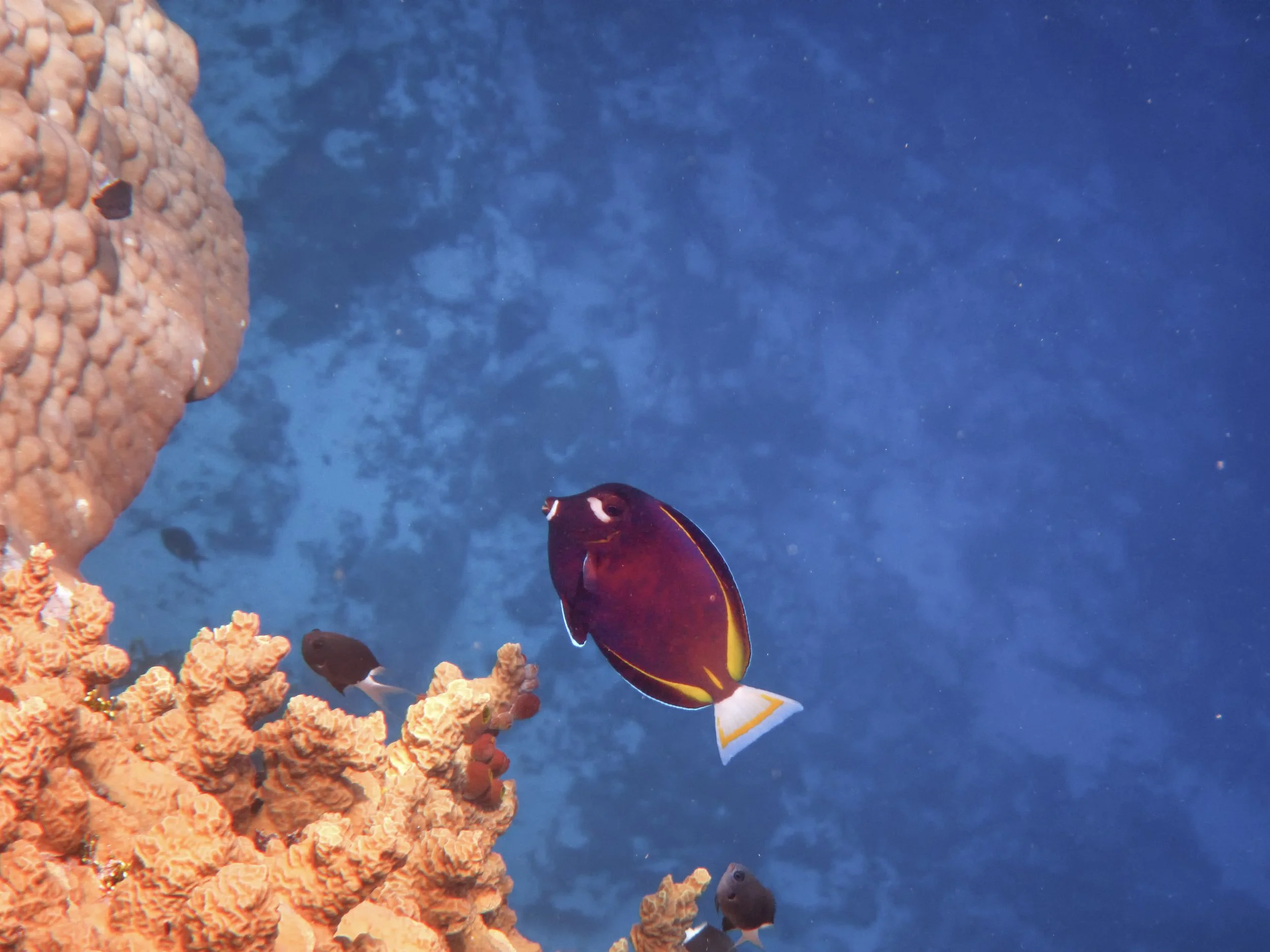 Whitecheek Surgeonfish, A colorful fish swimming near a coral reef underwater with a blue ocean background.