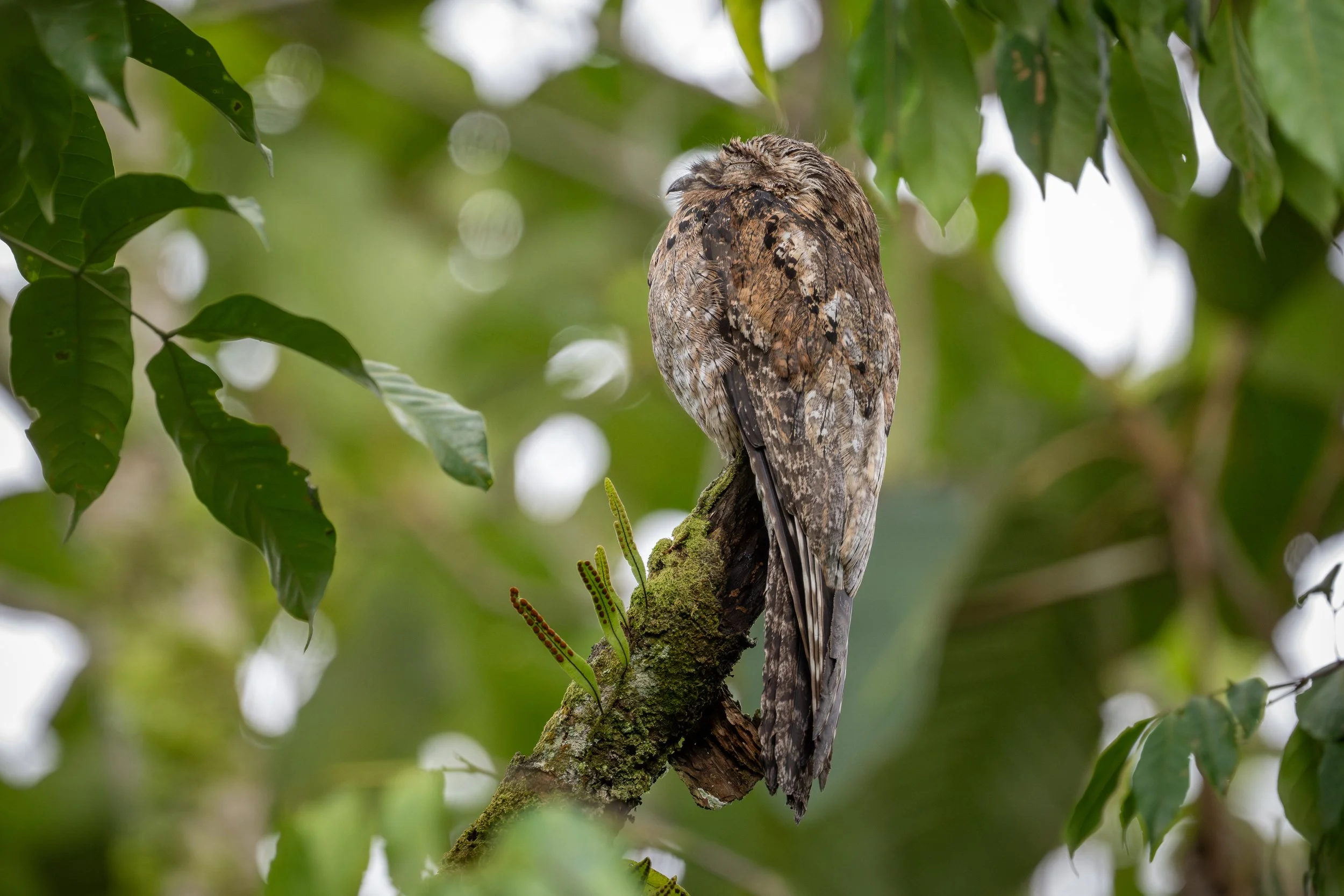 Common Potoo (Nyctibius griseus) - Las Nubes Biological Reserve, San Jose, Costa Rica - Digital