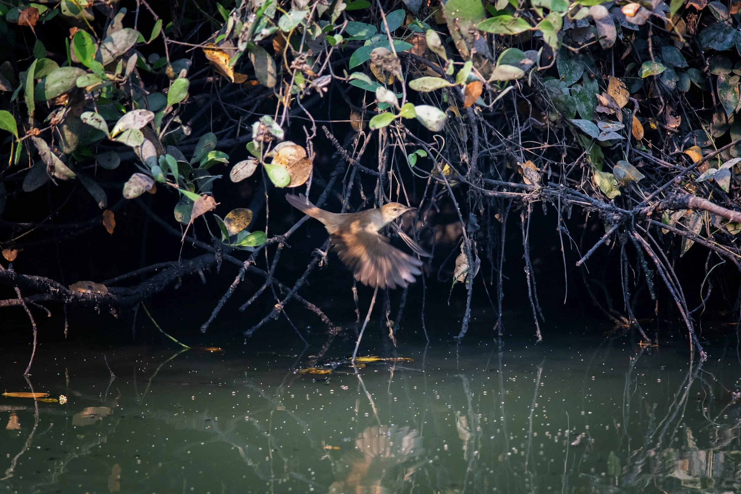 Clamorous Reed-Warbler, Bhandup, Mumbai, Maharashtra, India