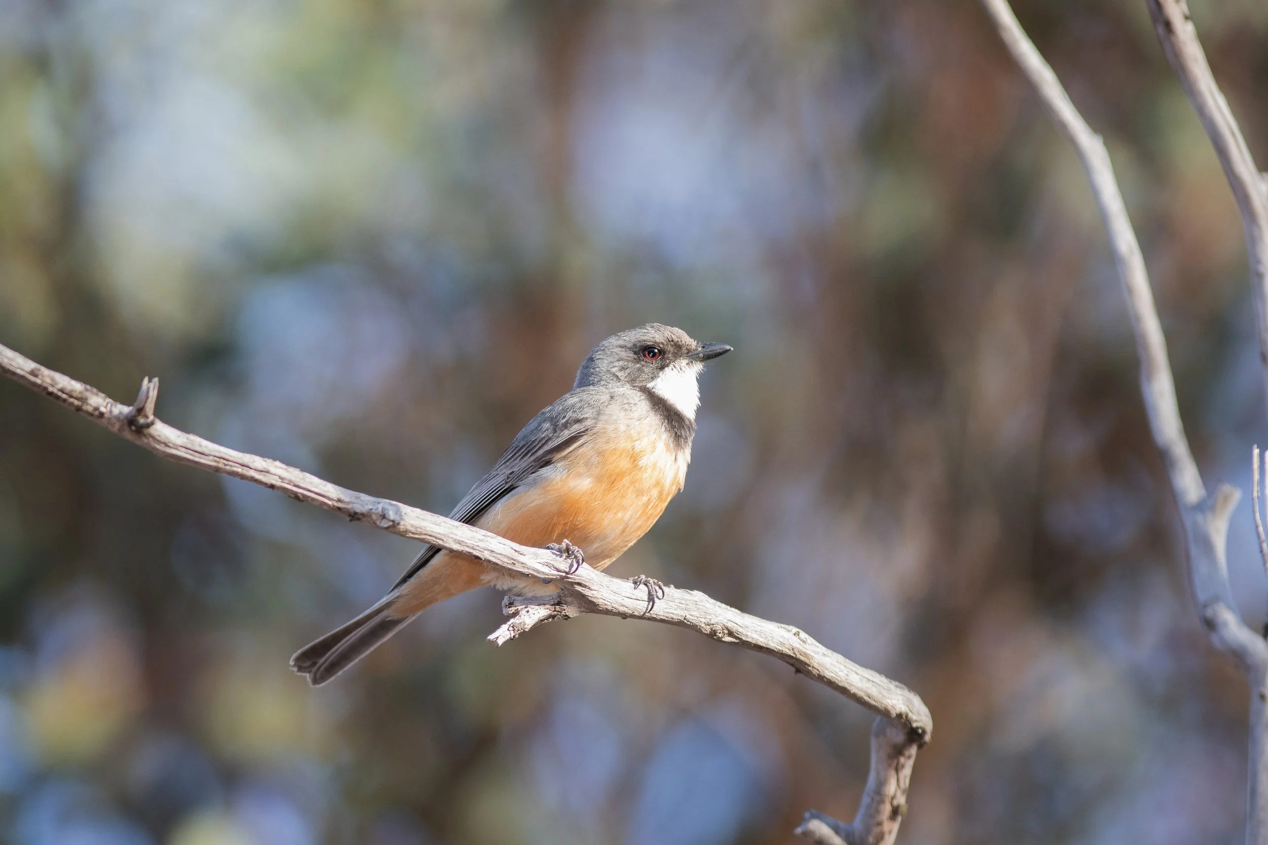 Rufous Whistler, Wandering, Western Australia, Australia