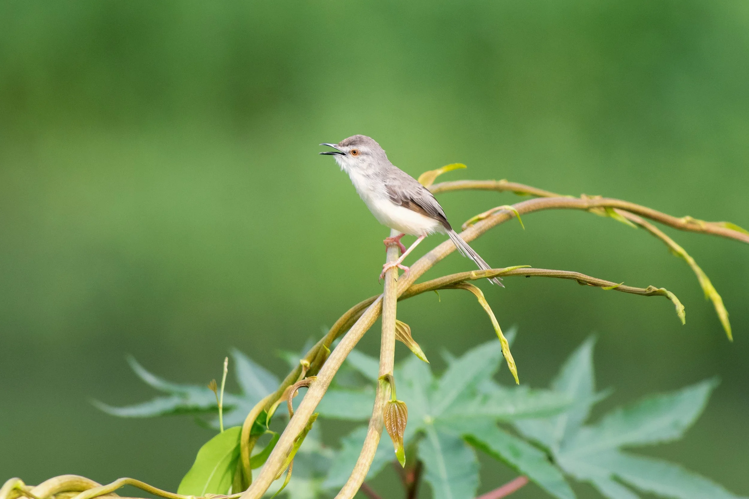 Plain Prinia, Bhandup, Mumbai, Maharashtra, India