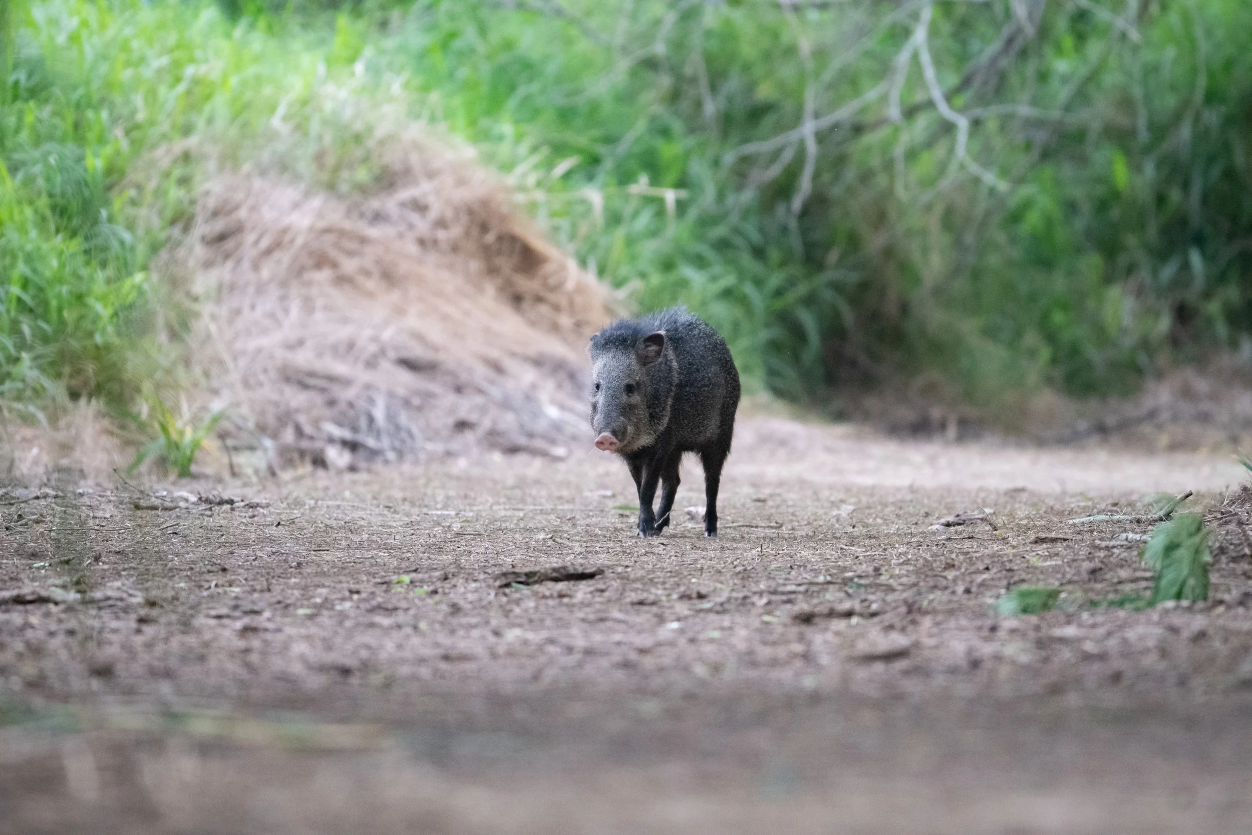 Javelina, Sabal Palm Sanctuary, Texas
