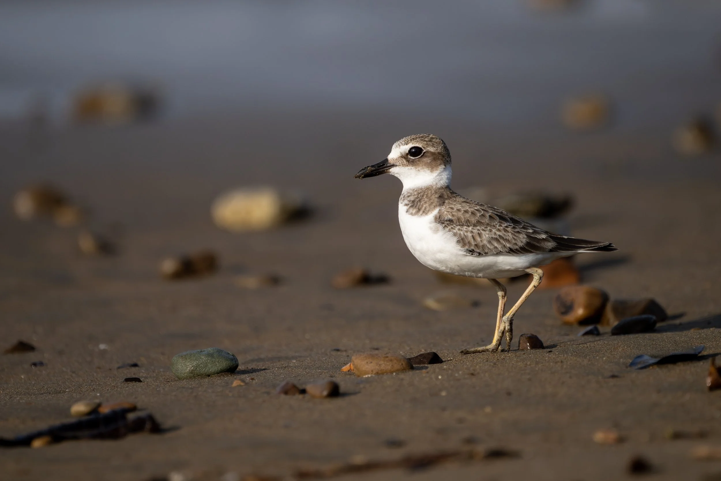 Wilson's Plover (Anarhunchus wilsonia) - Los Suenos, Puntarenas, Costa Rica - Digital