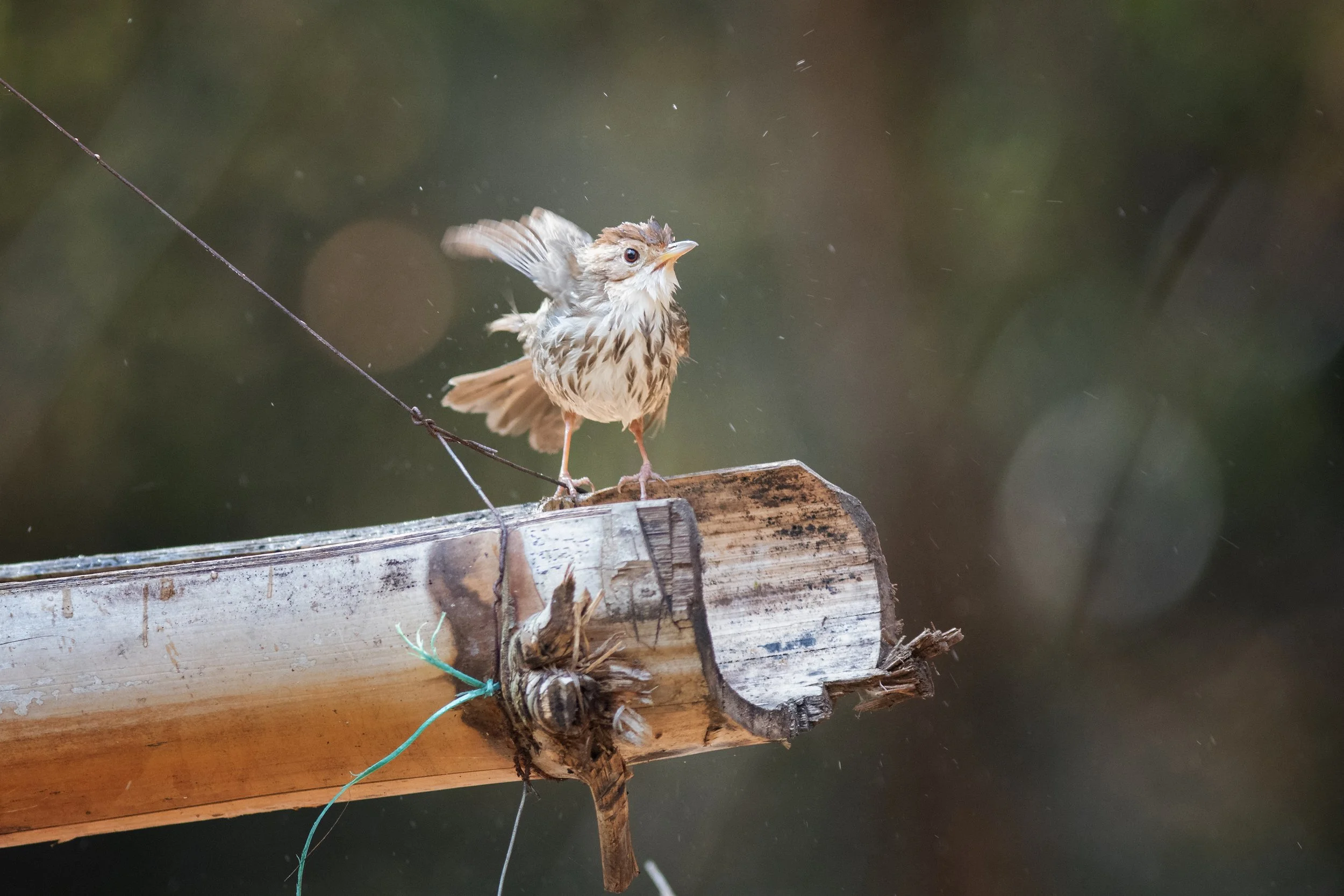 Puff-throated Babbler perched on a branch, Udhagamandalam, The Nilgiris, Tamil Nadu, India