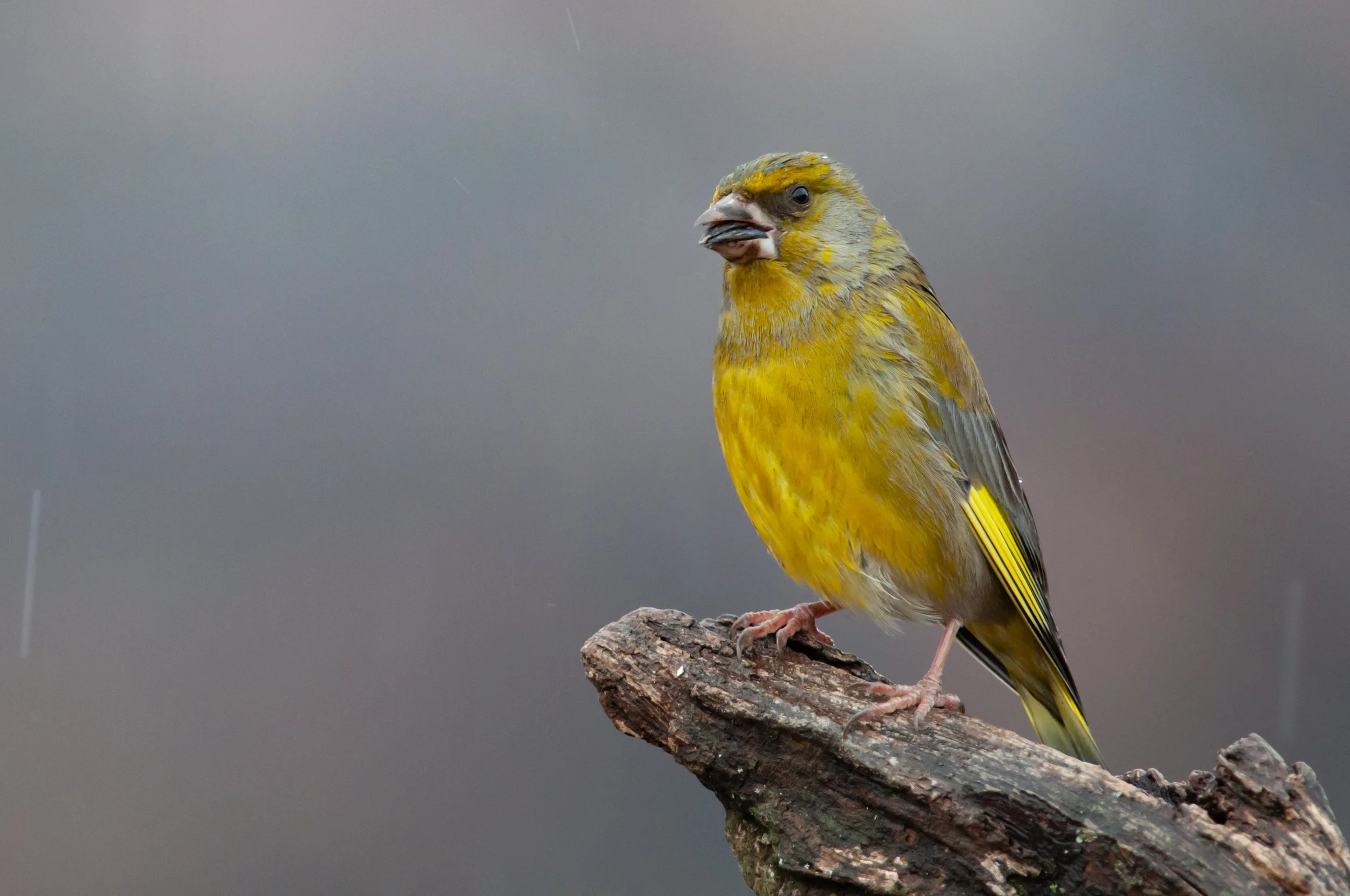European Greenfinch, Golyamo Dryanovo, Stara Zagora, Bulgaria