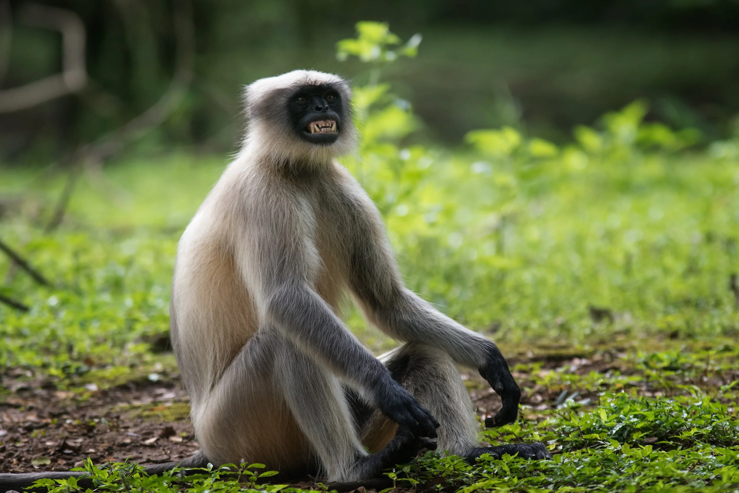 Gray Lengur, Sanjay Gandhi National Park, India, Mumbai