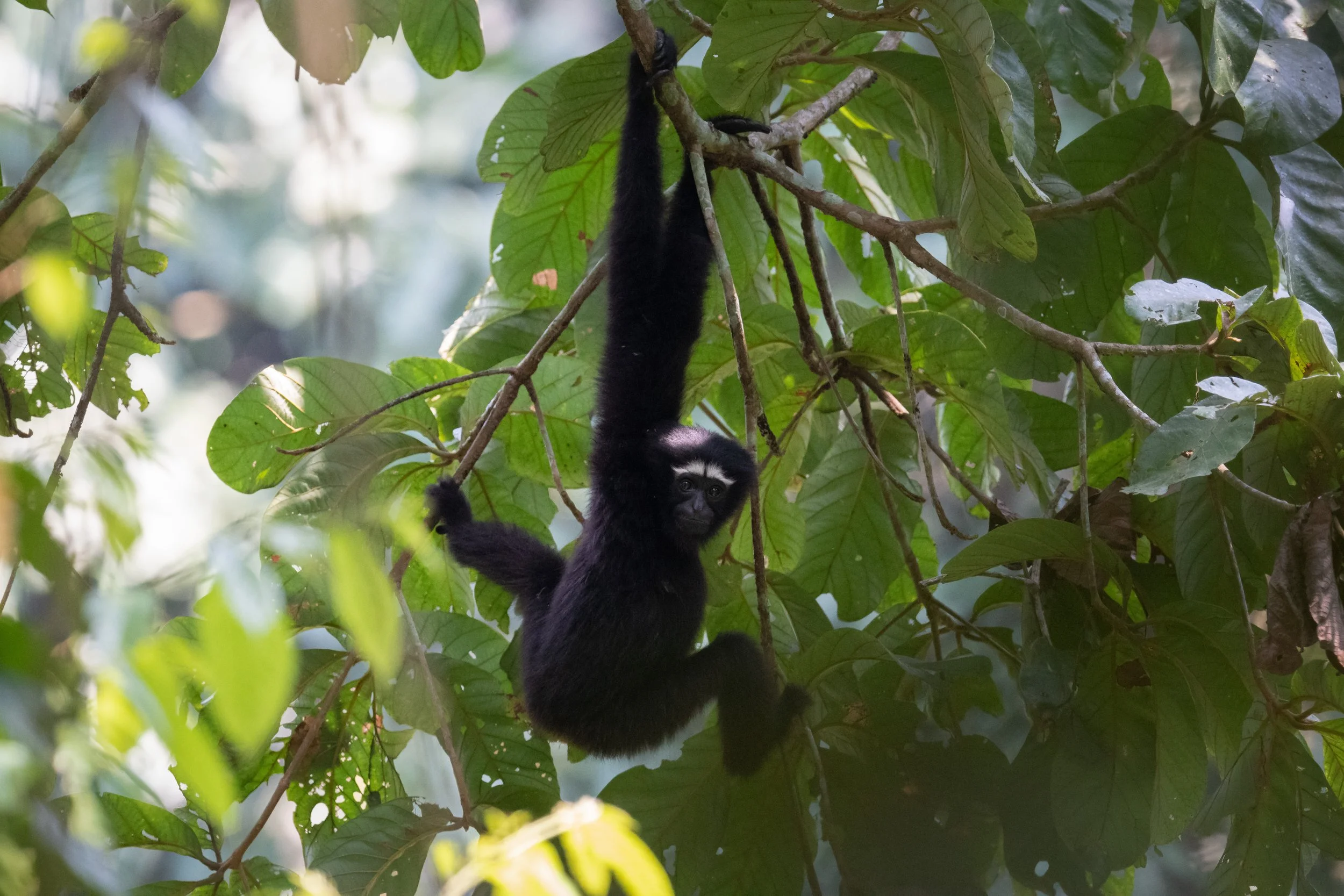 Hoolock Gibbon, Dehing Patkai, Assam, India