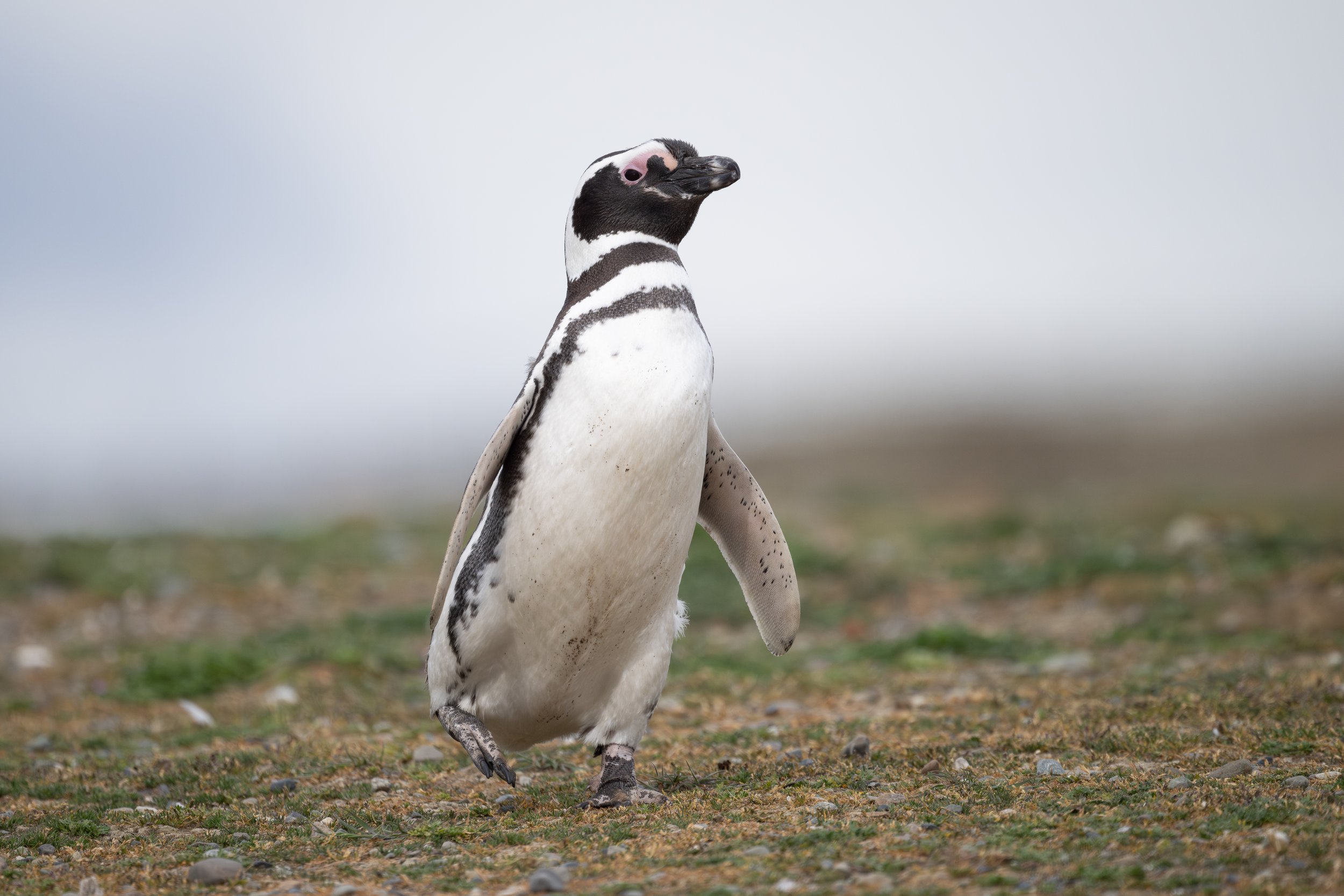 Magellanic Penguin (Campephilus magellanicus) - Isla Magdalena, Magallanes, Chile - Digital