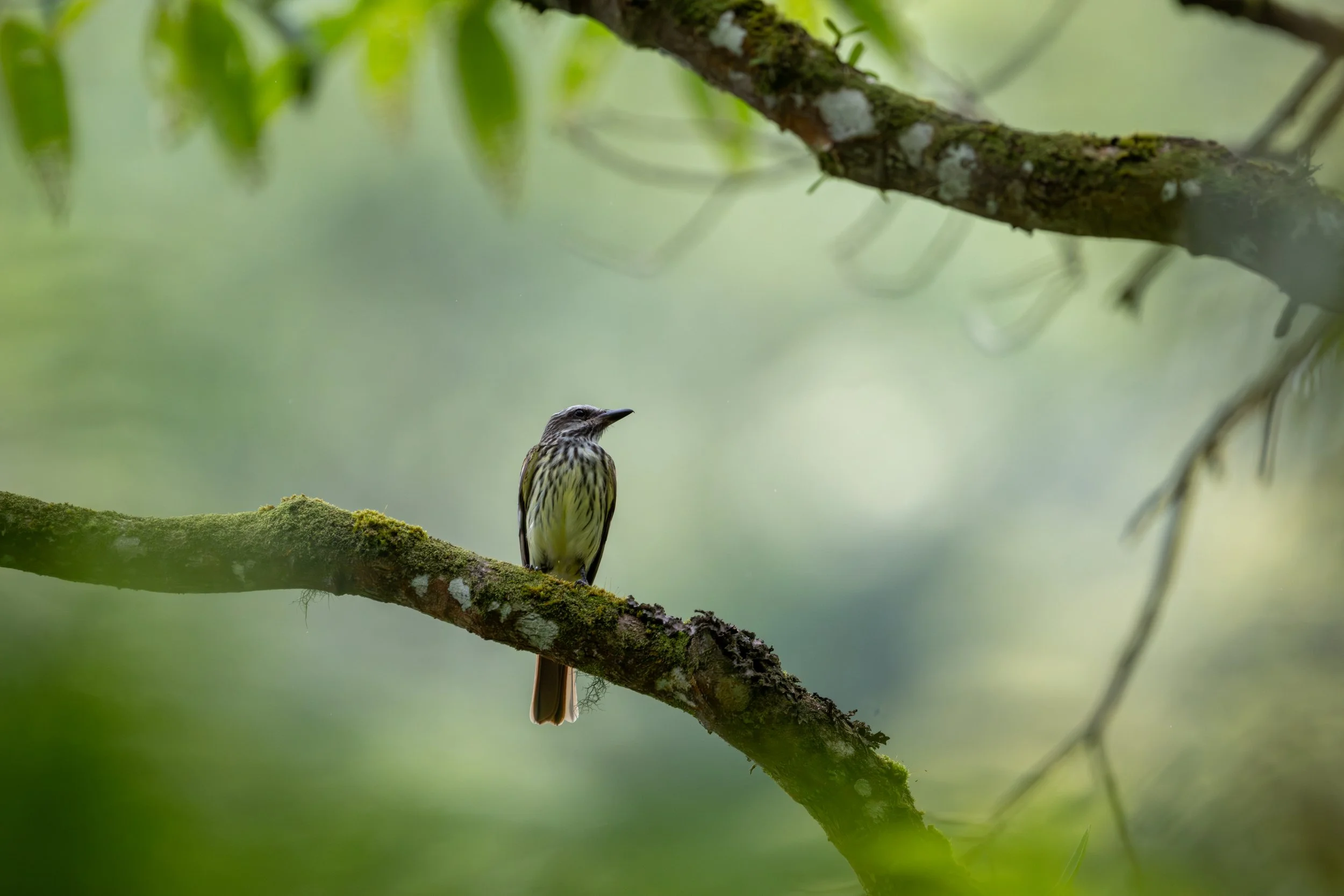 Sulphur-bellied Flycatcher (Myiodynastes luteiventris) - Hotel Quelitales, Cartago, Costa Rica - Digital