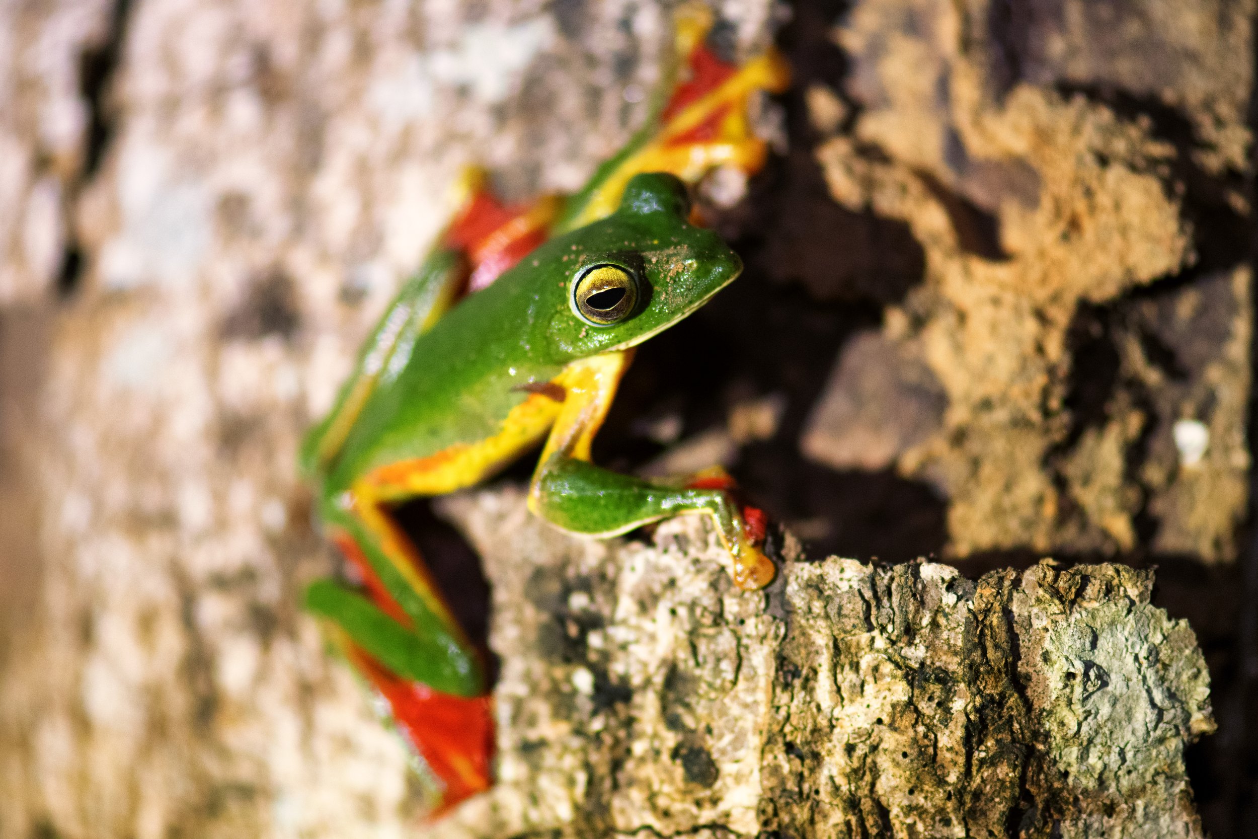 Malabar Flying Frog, Vythiri, Wayanad, Kerala