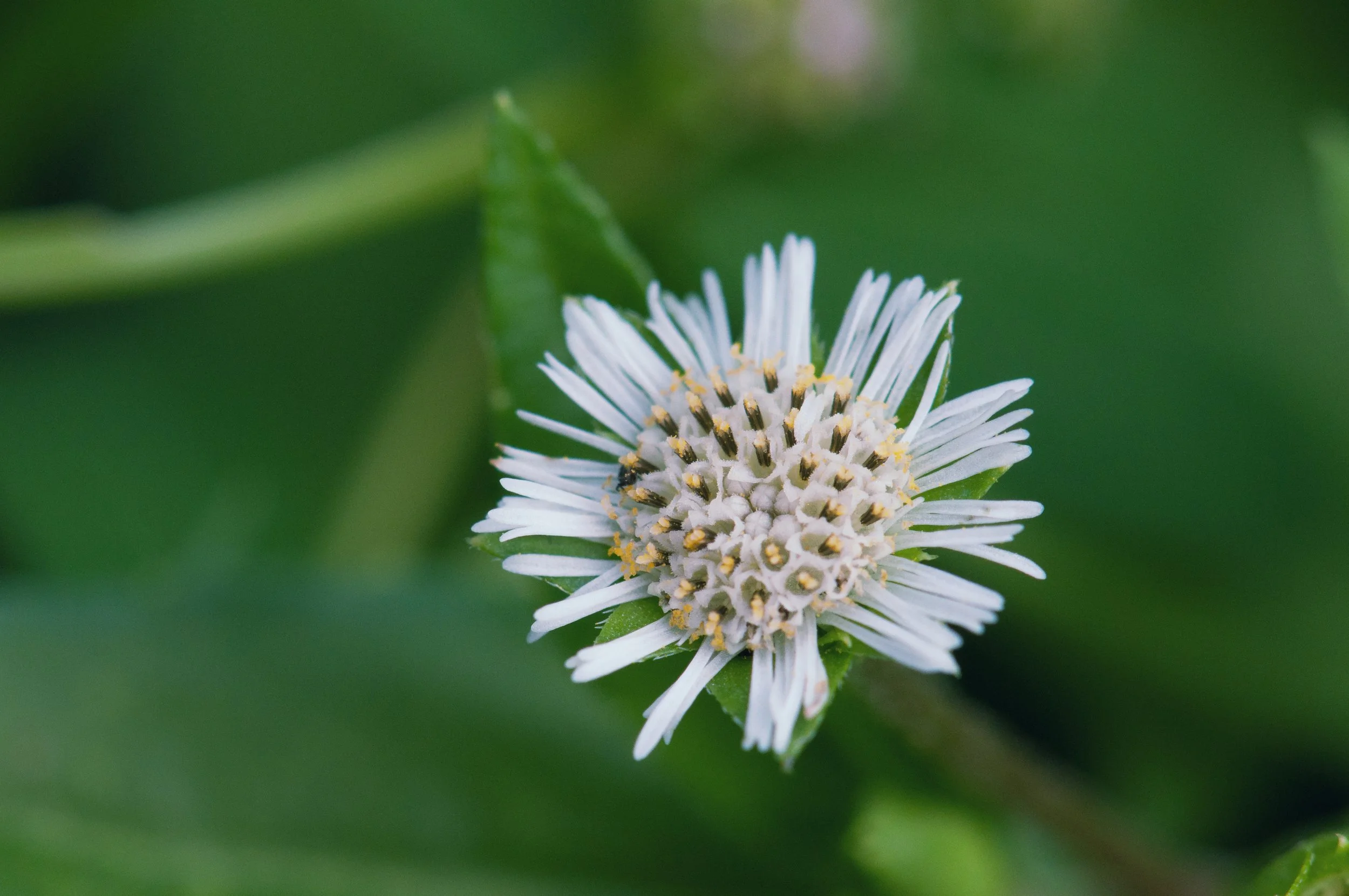 False Daisy (Eclipta prostrata) - Kolonia, Pohnpei, Federated States of Micronesia - Digital