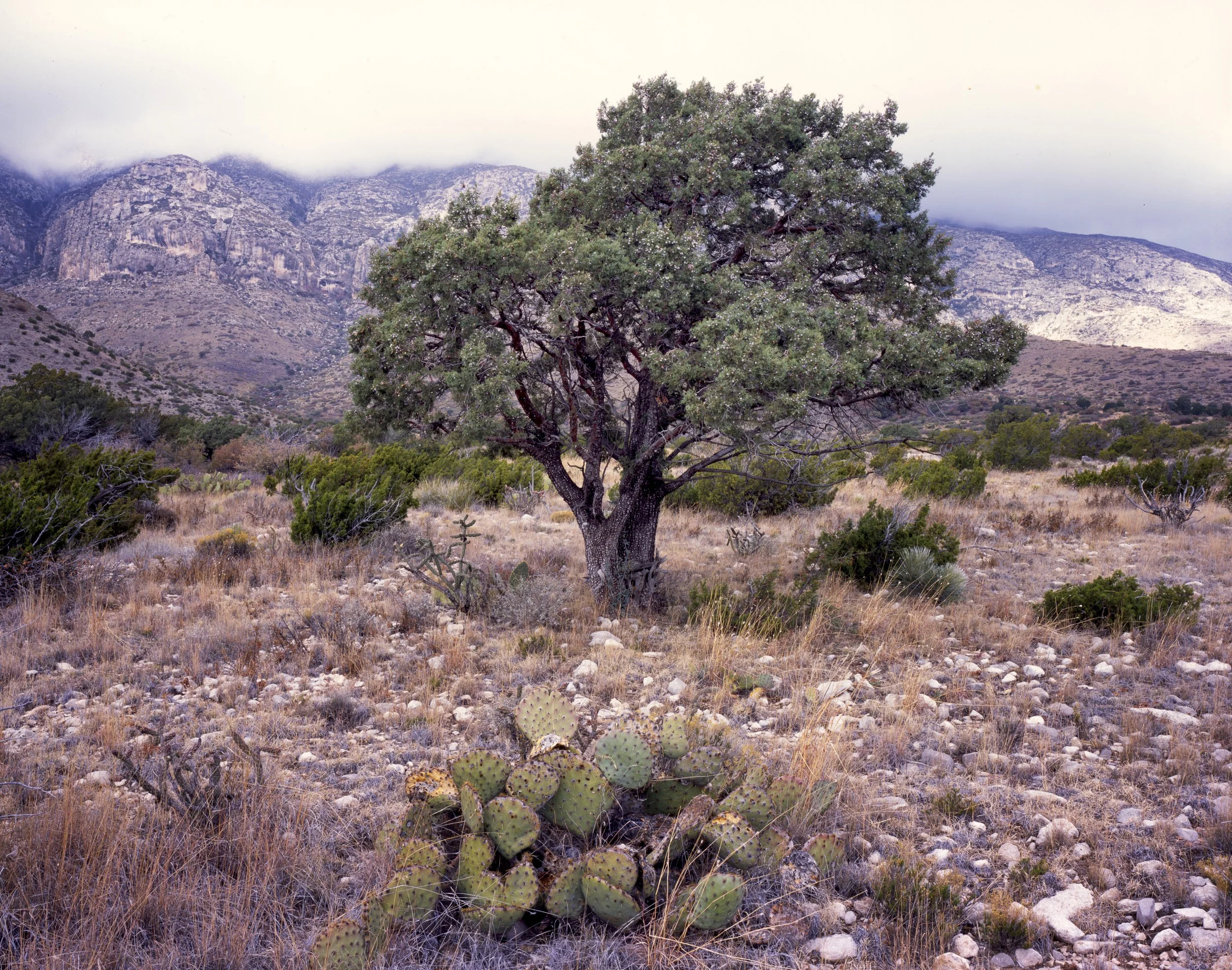 Guadalupe Mountains National Park, Texas — 4x5 Film