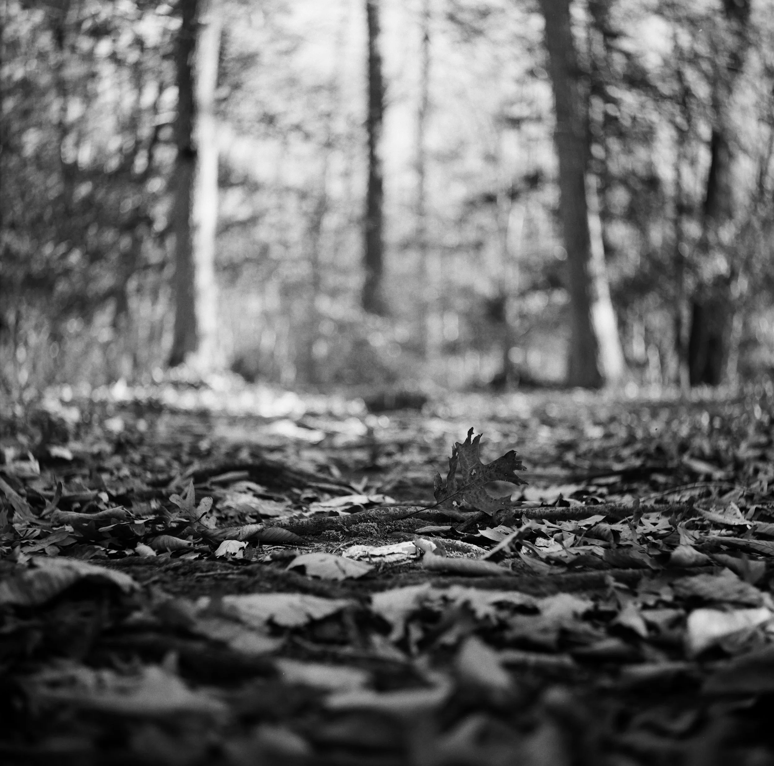 Prince William Forest, Quantico, Virginia — 120 Film (6x6)