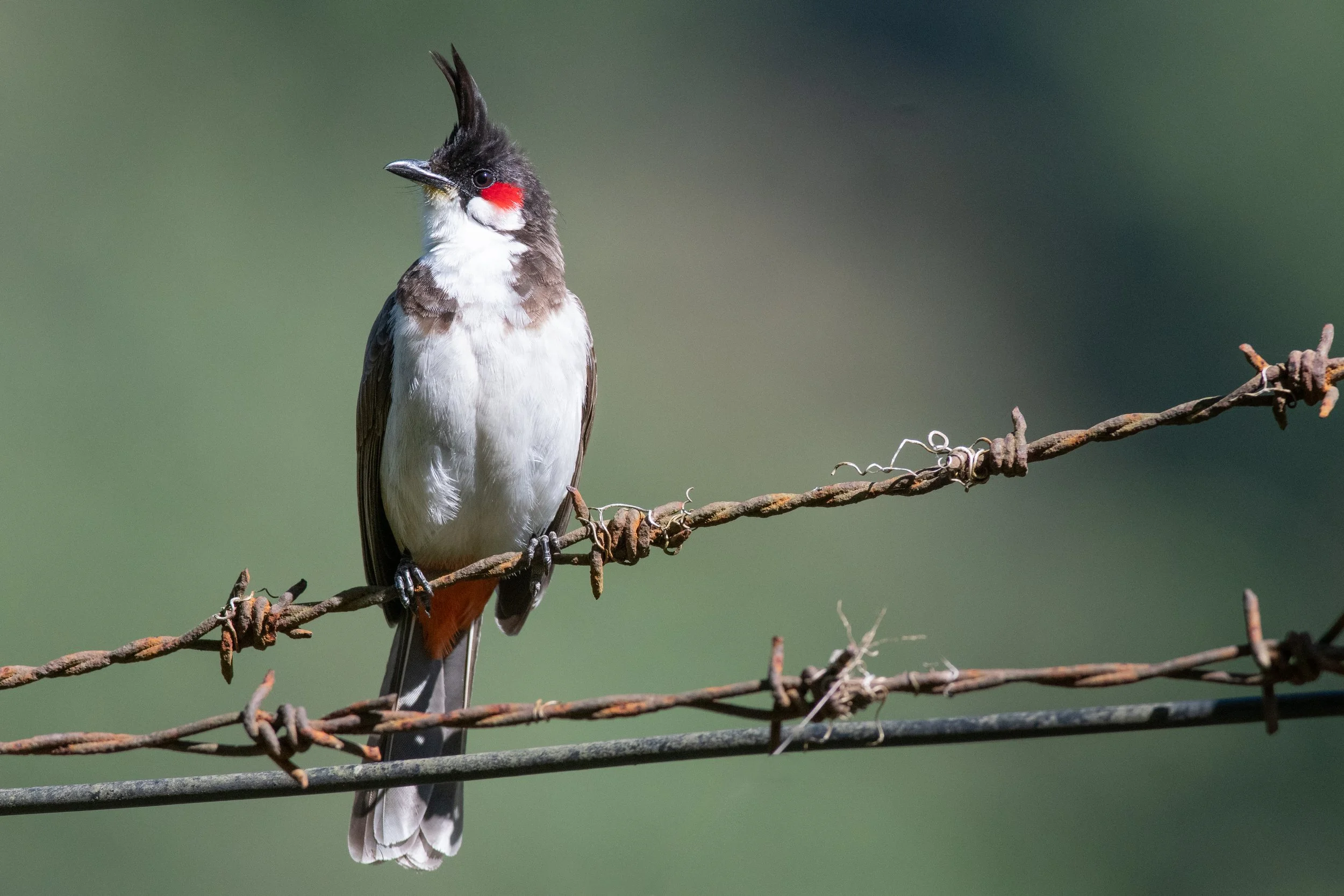 Red-whiskered Bulbul perched on a branch, Munnar, Idukki, Kerala, India