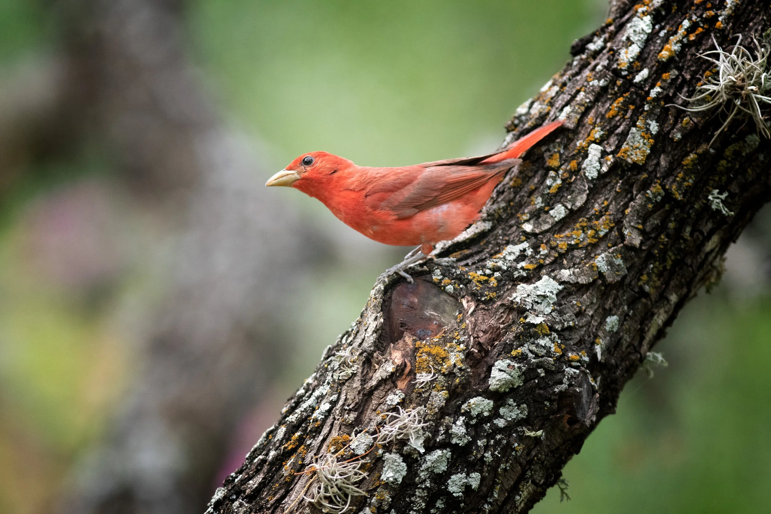Summer Tanager perched on a branch, Bexar County, Texas