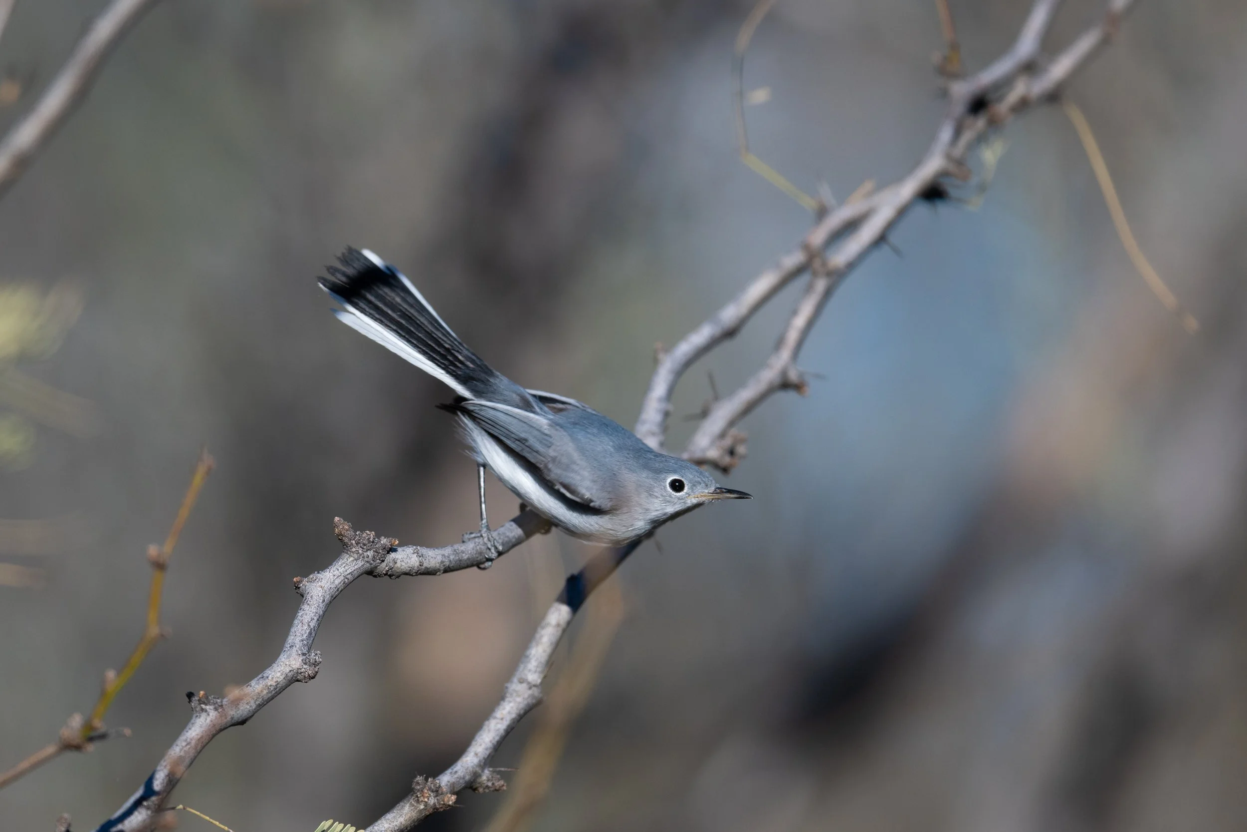 Blue-gray Gnatcatcher, Big Bend National Park, Brewster County, Texas