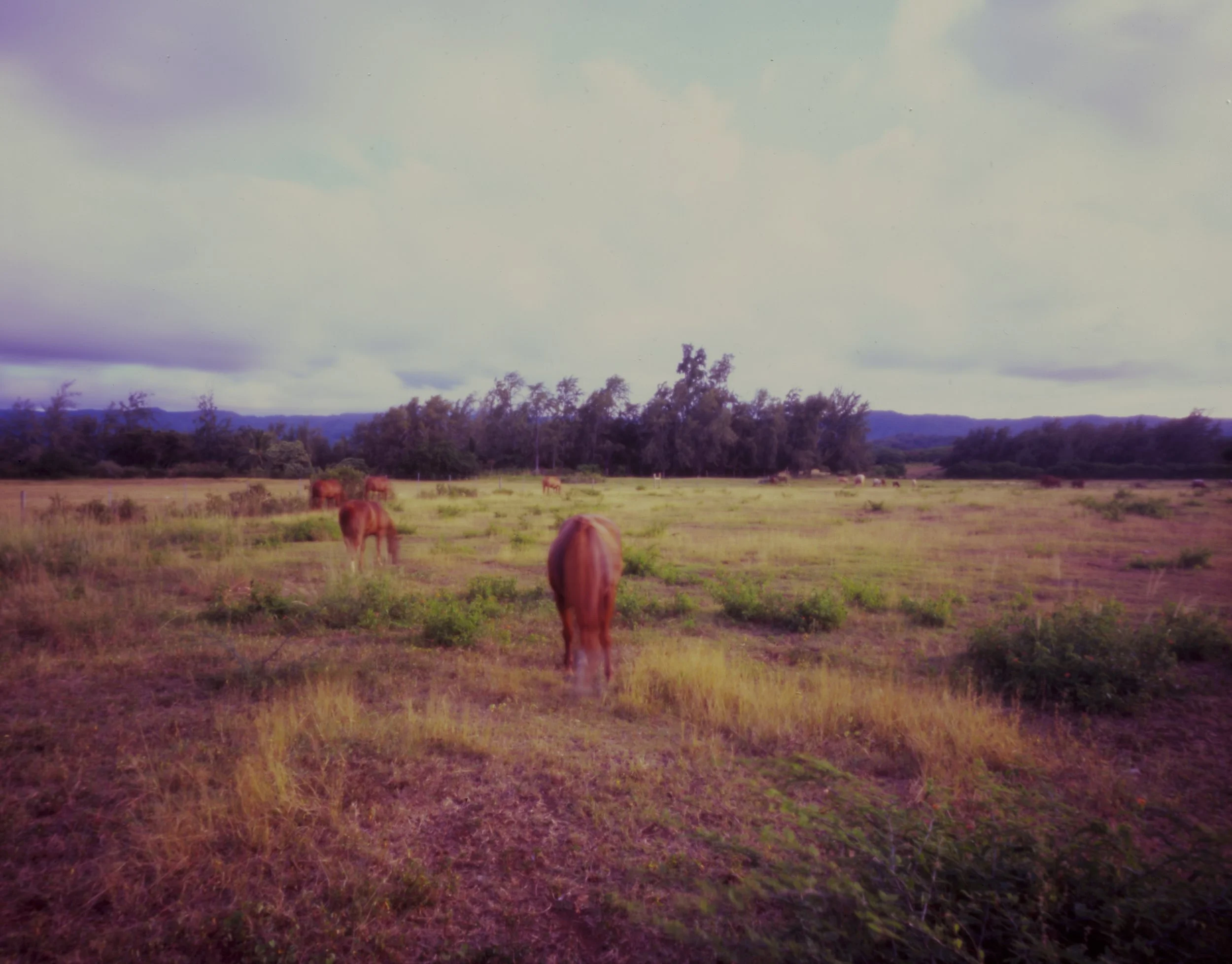 North Shore Horses, Oahu, Hawaii