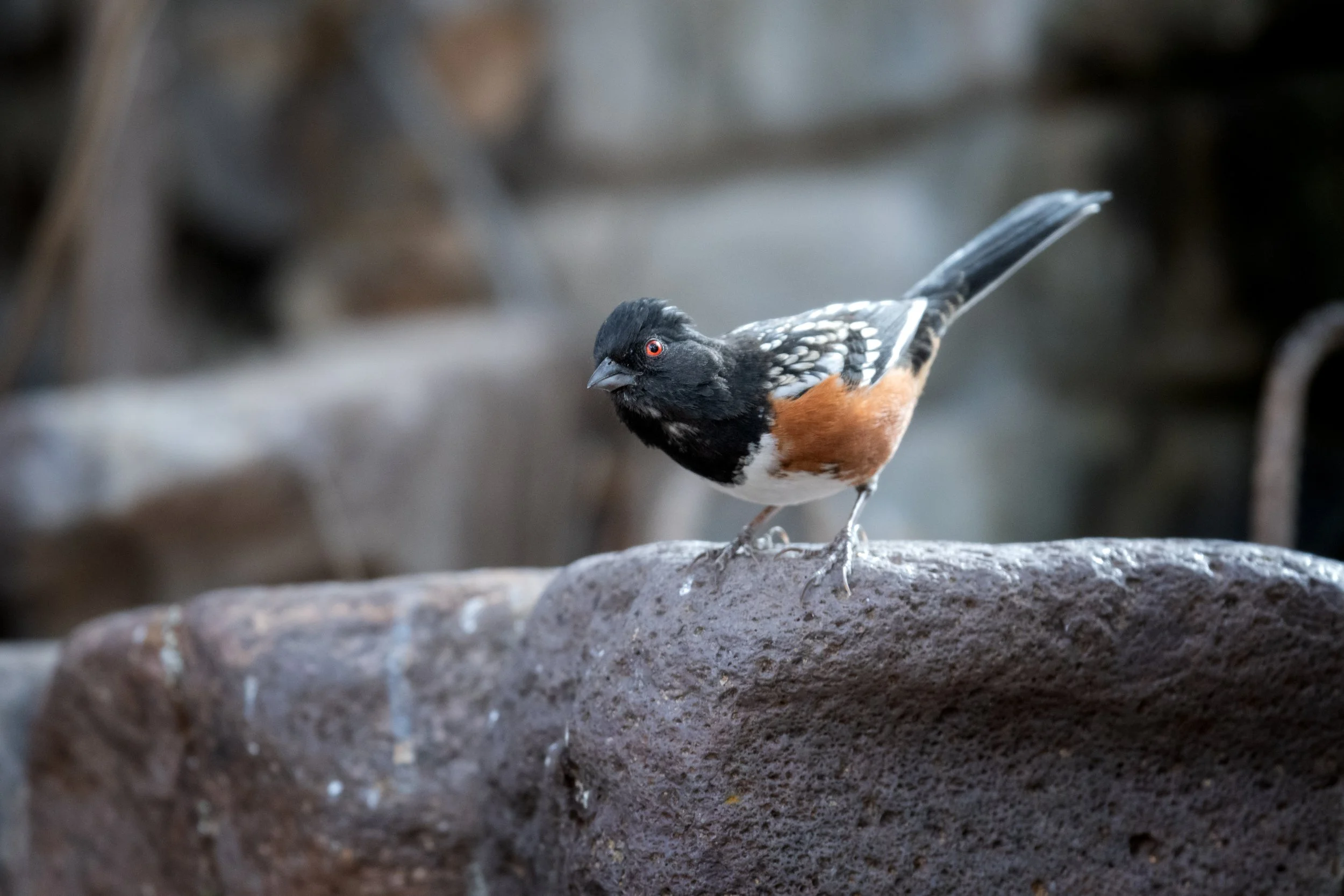 Spotted Towhee, Davis Mountains State Park, Jeff Davis County, Texas