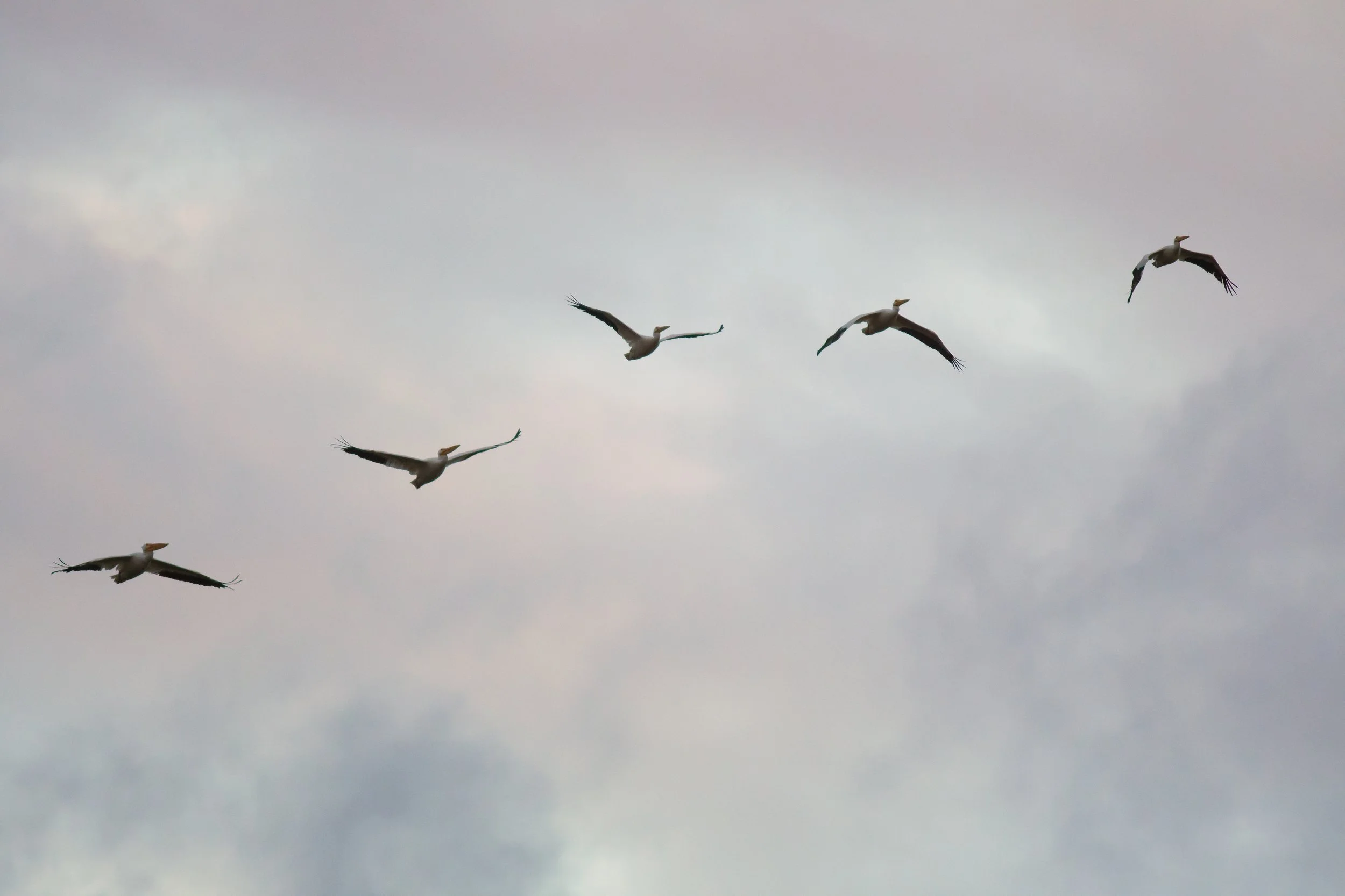 American White Pelican, Guana Tolomato Matanzas National Estuarine Research Reserve, St. Johns County, Florida