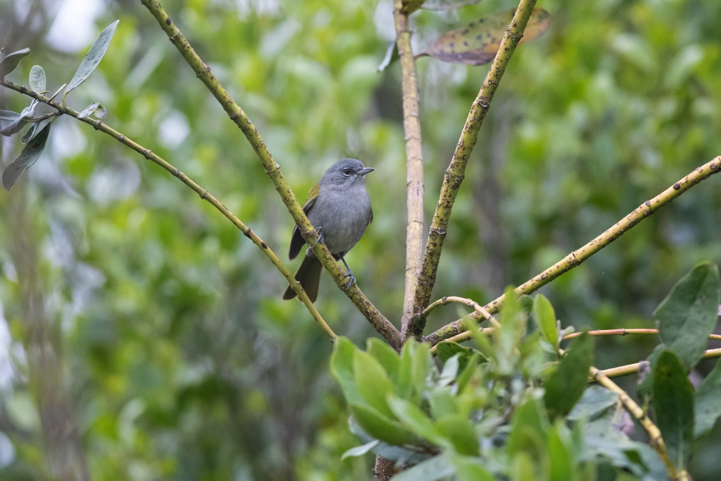 Green-tailed Warbler, Kenscoff, Ouest, Haiti