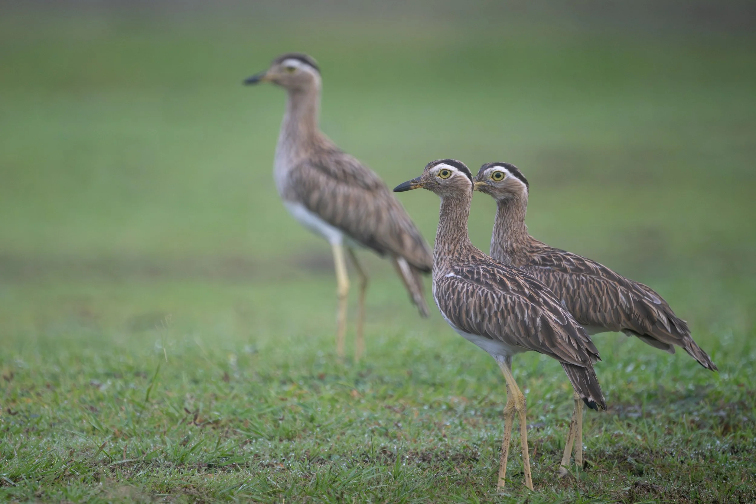 Double-striped Thick-knee (Hesperoburhinus bistriatus) - Los Suenos, Puntarenas, Costa Rica - Digital