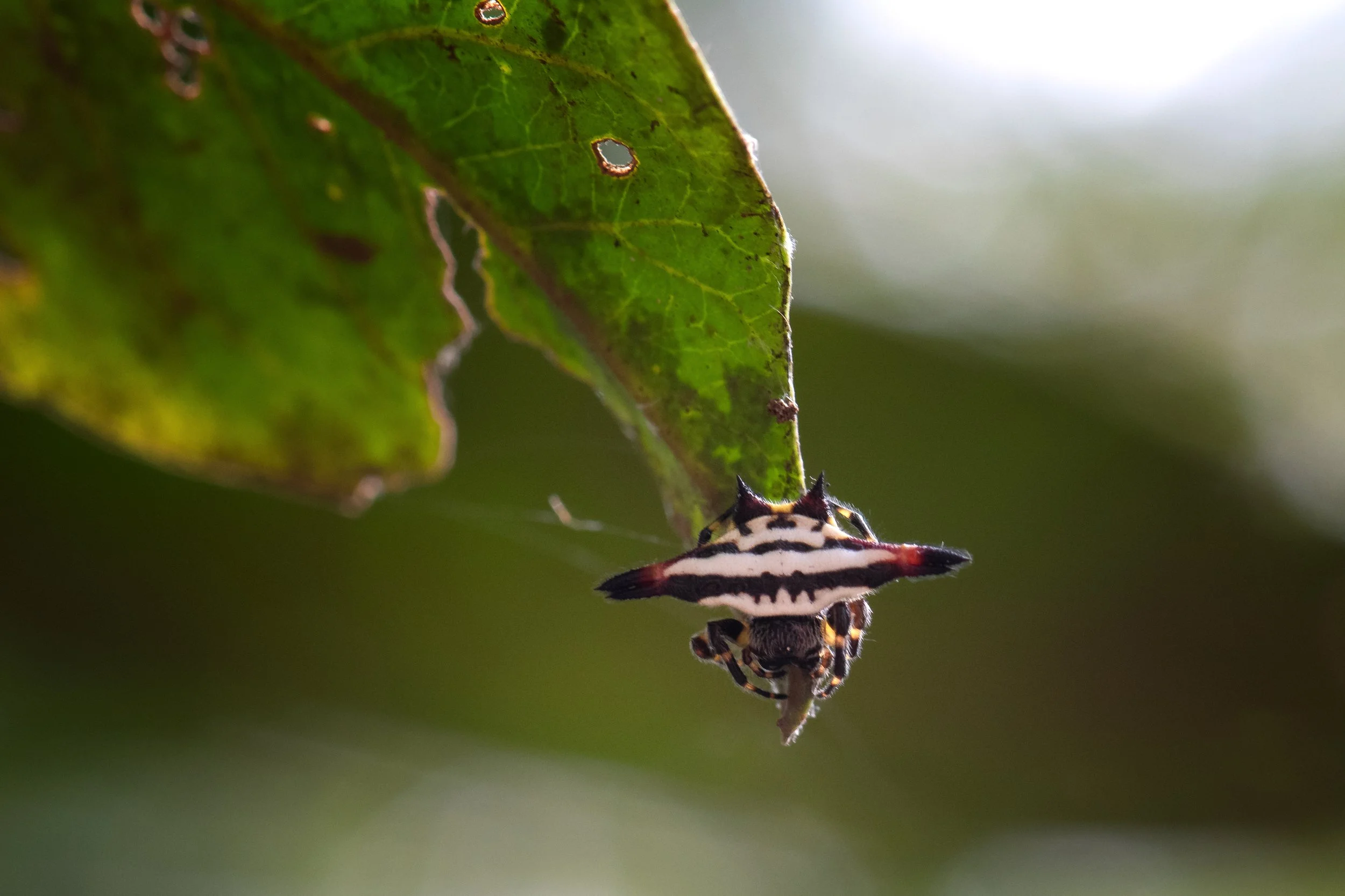 Oriental Spiny Orb-Weaver (Gasteracantha geminata) - Periyar National Park, Idukki, Kerala