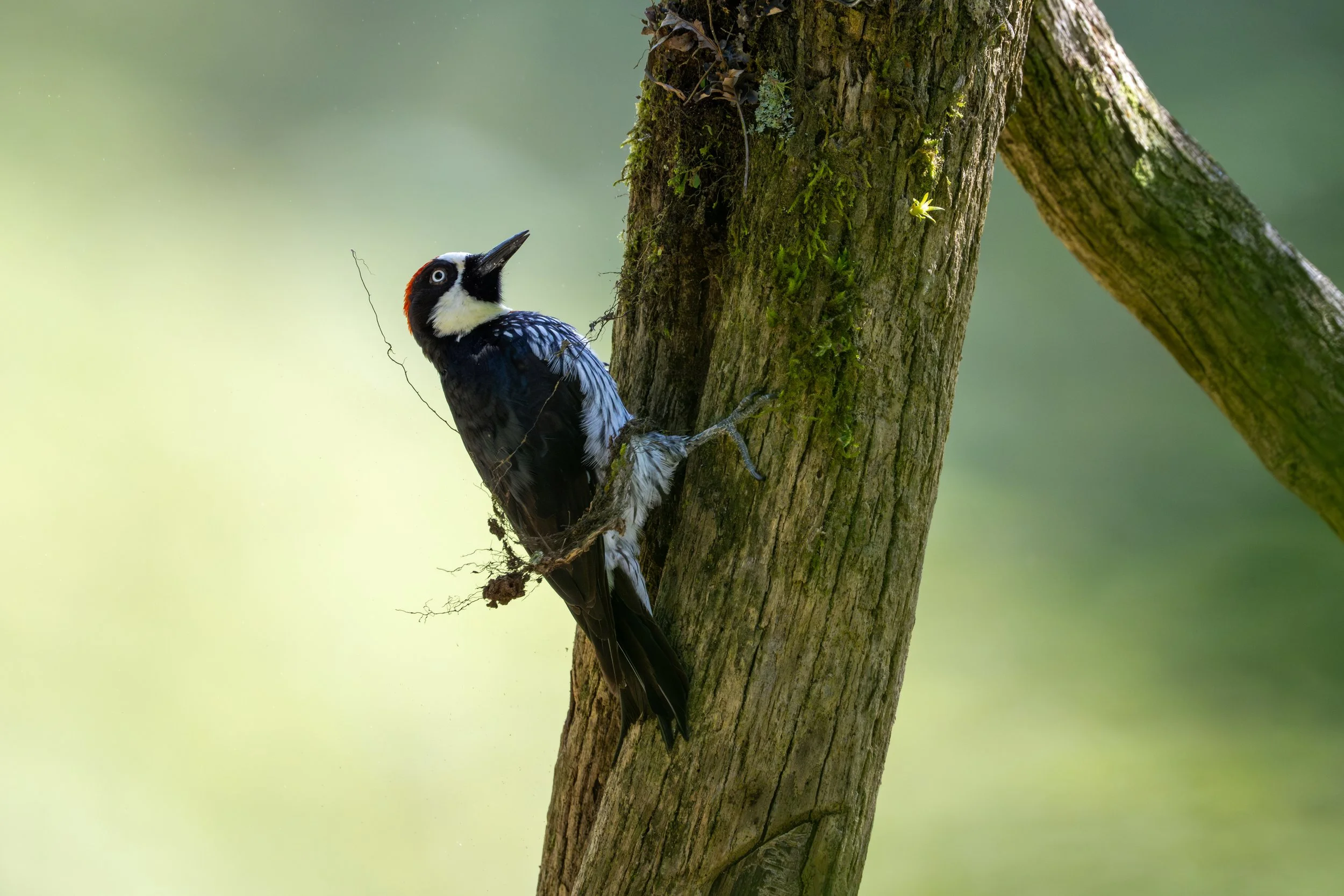 Acorn Woodpecker (Melanerpes formicvorus) - Cerro San Miguel, San Jose, Costa Rica - Digital