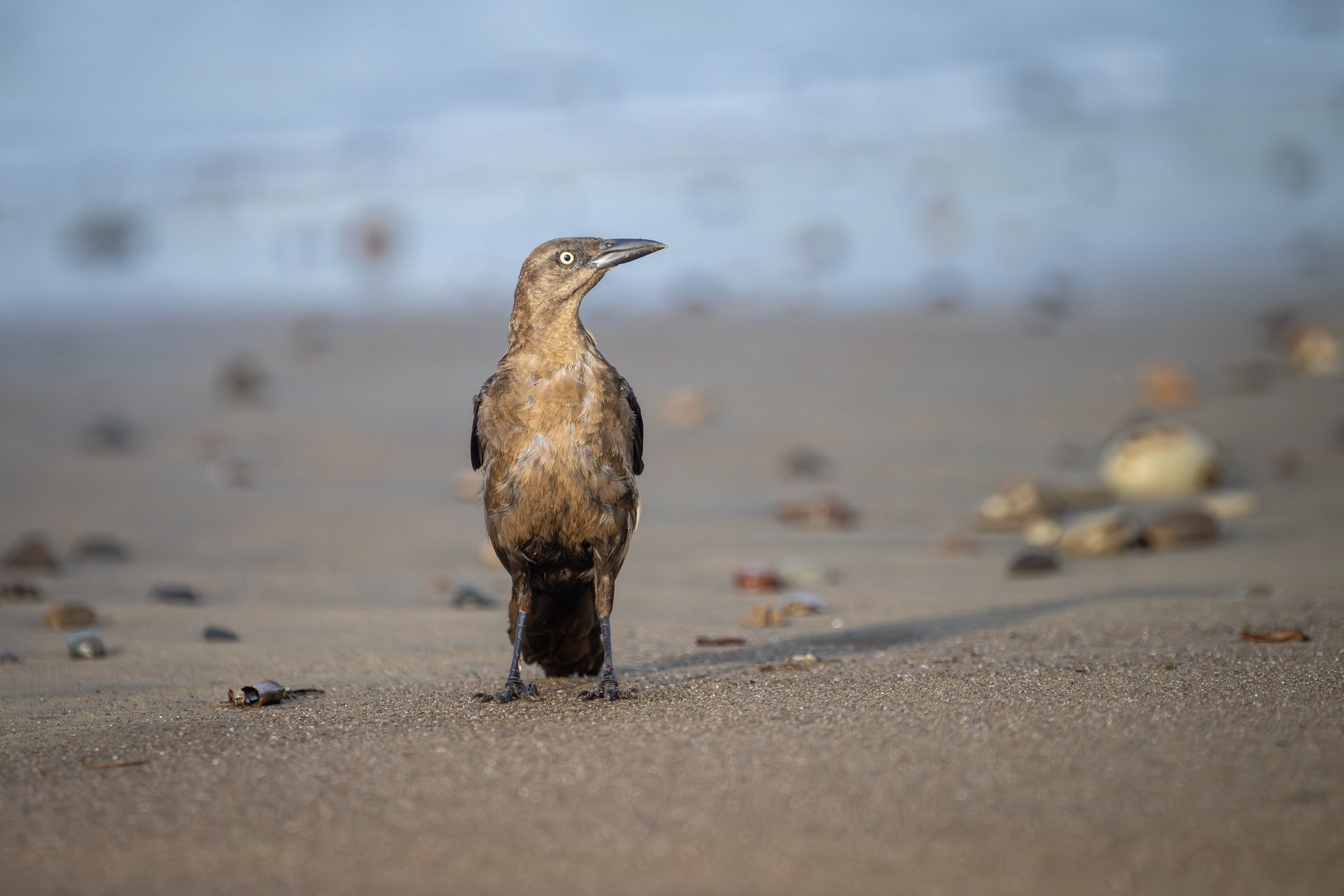 Great-tailed Grackle (Quiscalus mexicanus) - Los Suenos, Puntarenas, Costa Rica - Digital