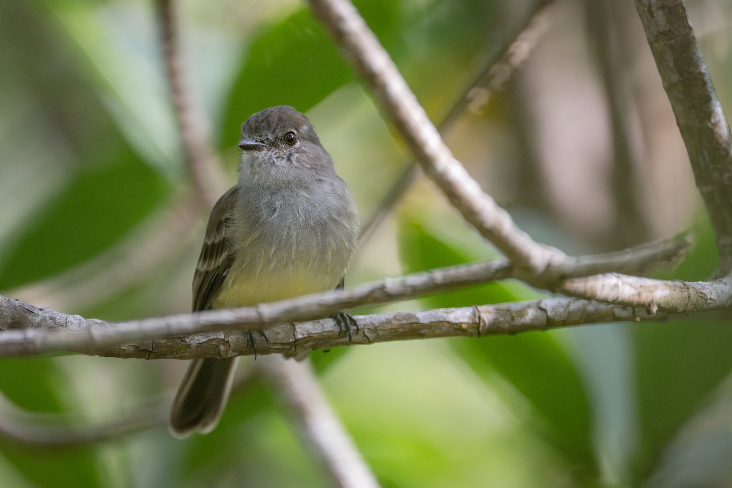Northern Scrub-Flycatcher (Sublegatus arenarum) - Punta Morales, Puntarenas, Costa Rica - Digital