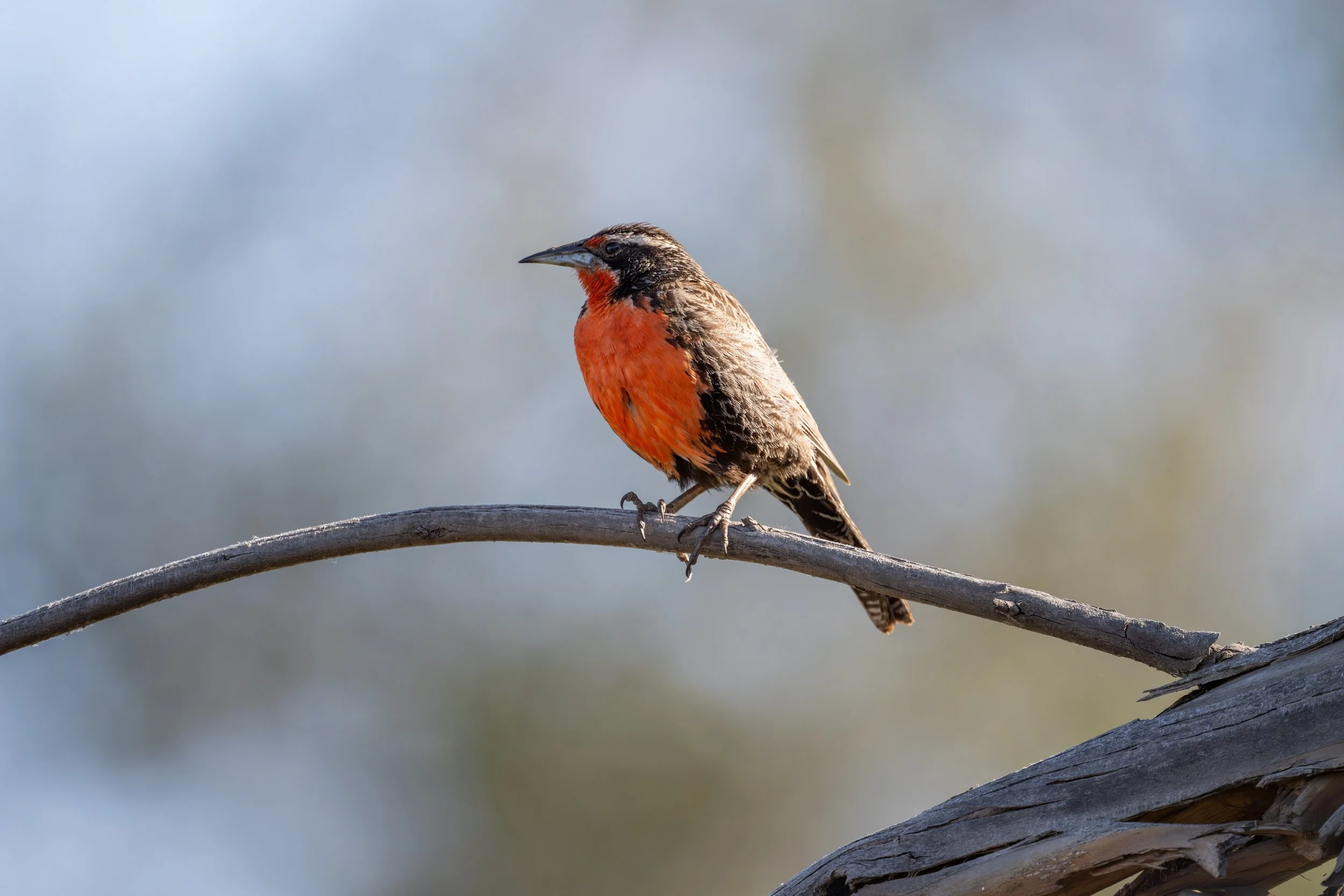Long-tailed Meadowlark (Leistes loyca) - Quebrada de Macul, Santiago, Chile - Digital
