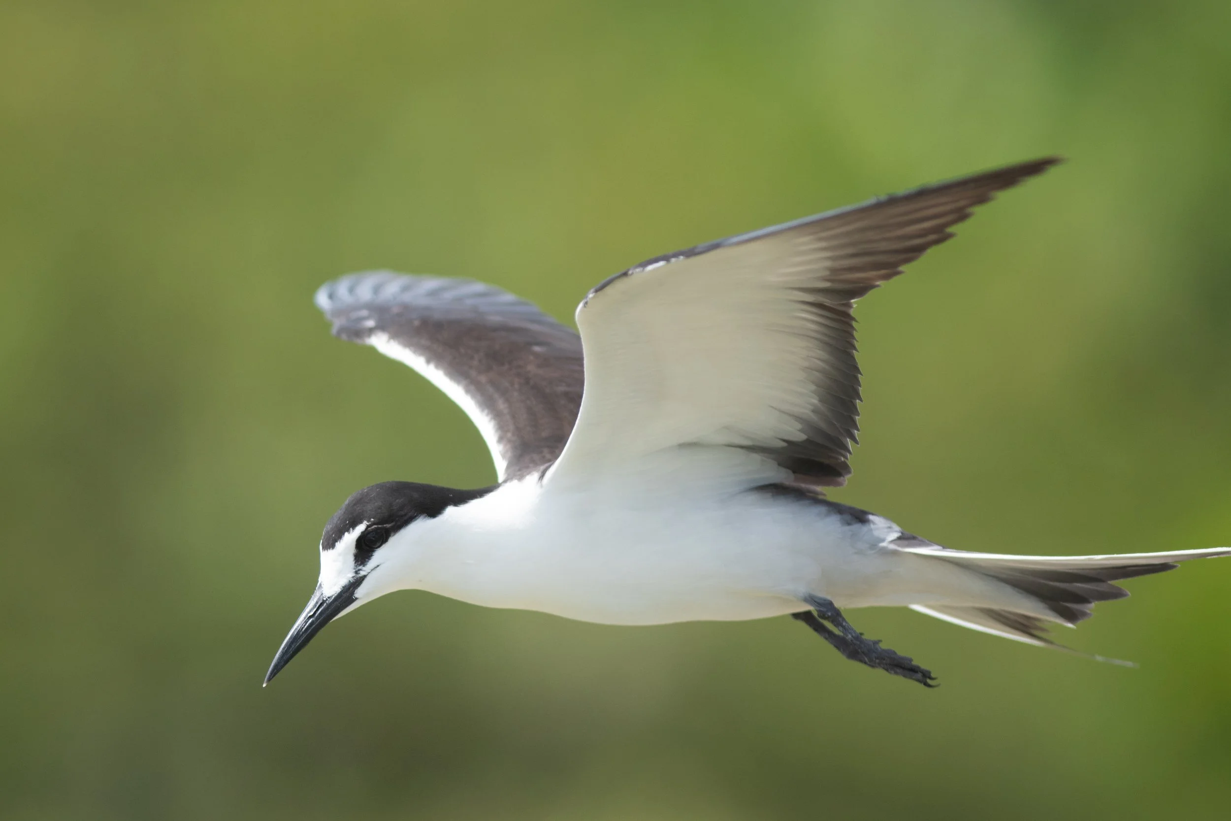 Sooty Tern, Garden Key, Dry Tortugas National Park, Monroe County, Florida