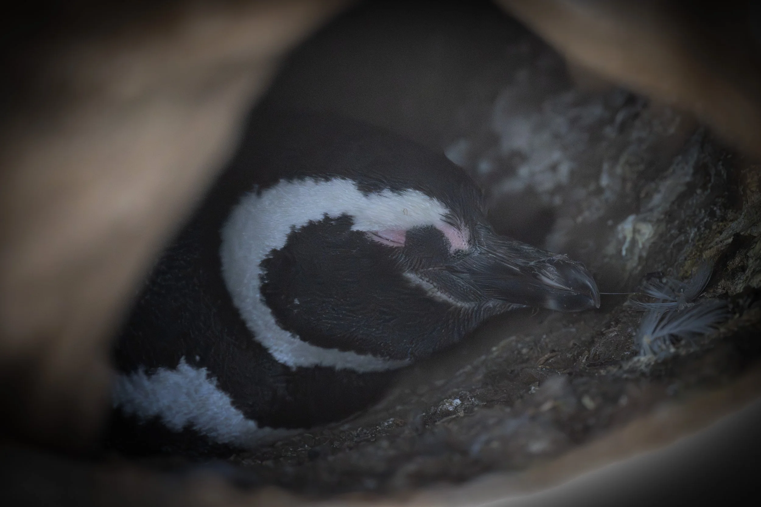 Magellanic Penguin (Campephilus magellanicus) - Isla Magdalena, Magallanes, Chile - Digital